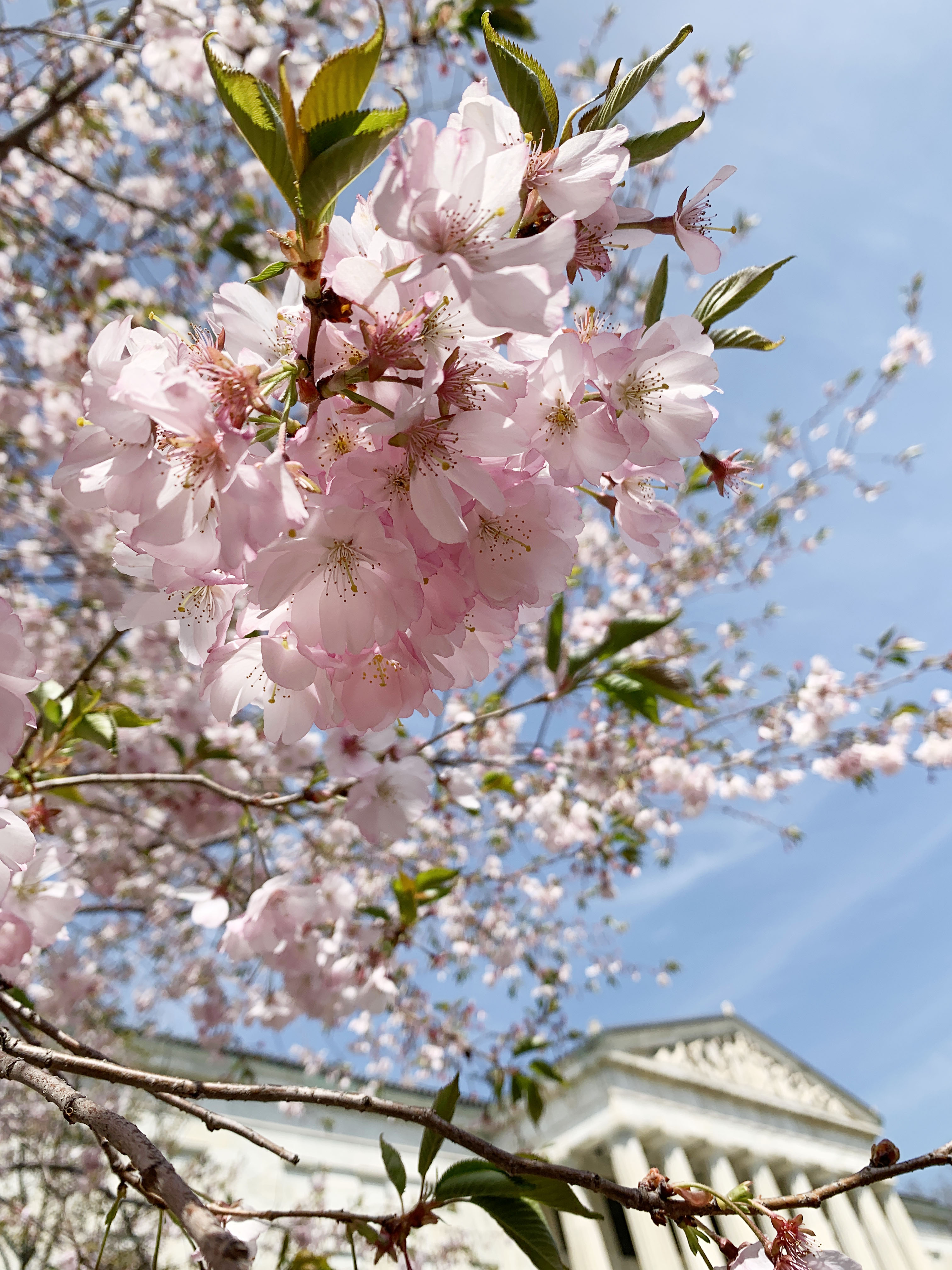 Cherry Blossom Season in Alexandria