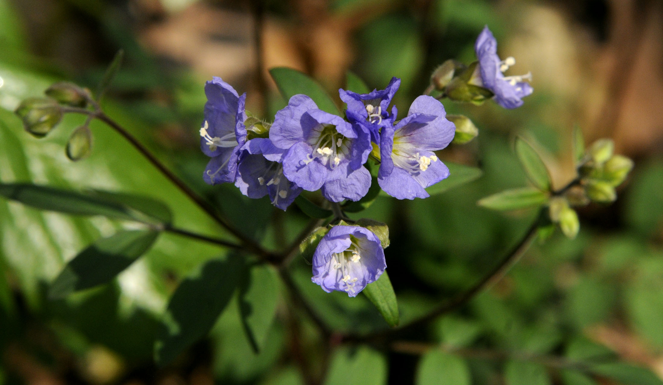 How to get yours: Native plant sale aims to improve Pennsylvania's