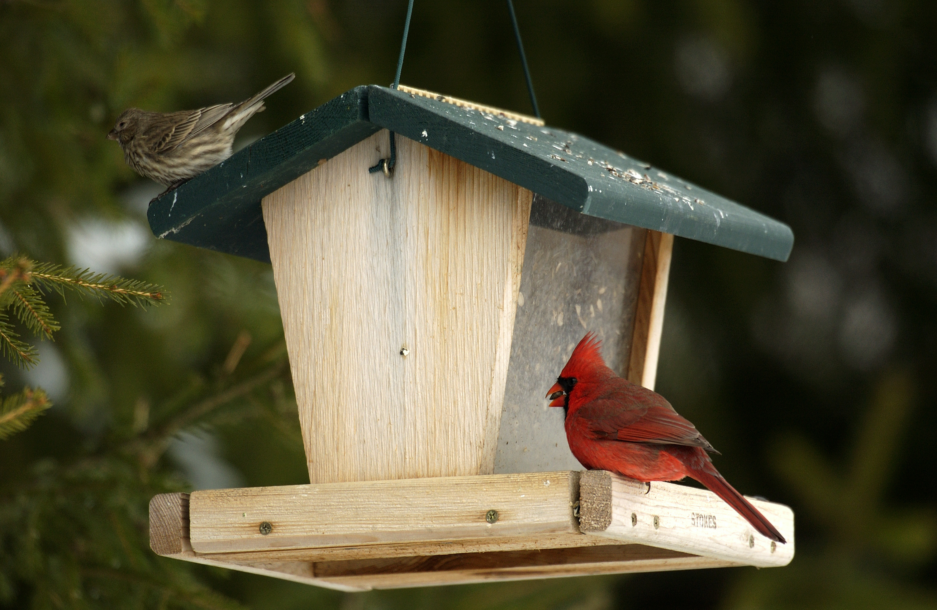 Mushroom Birds 1 2-pkg-cardinals