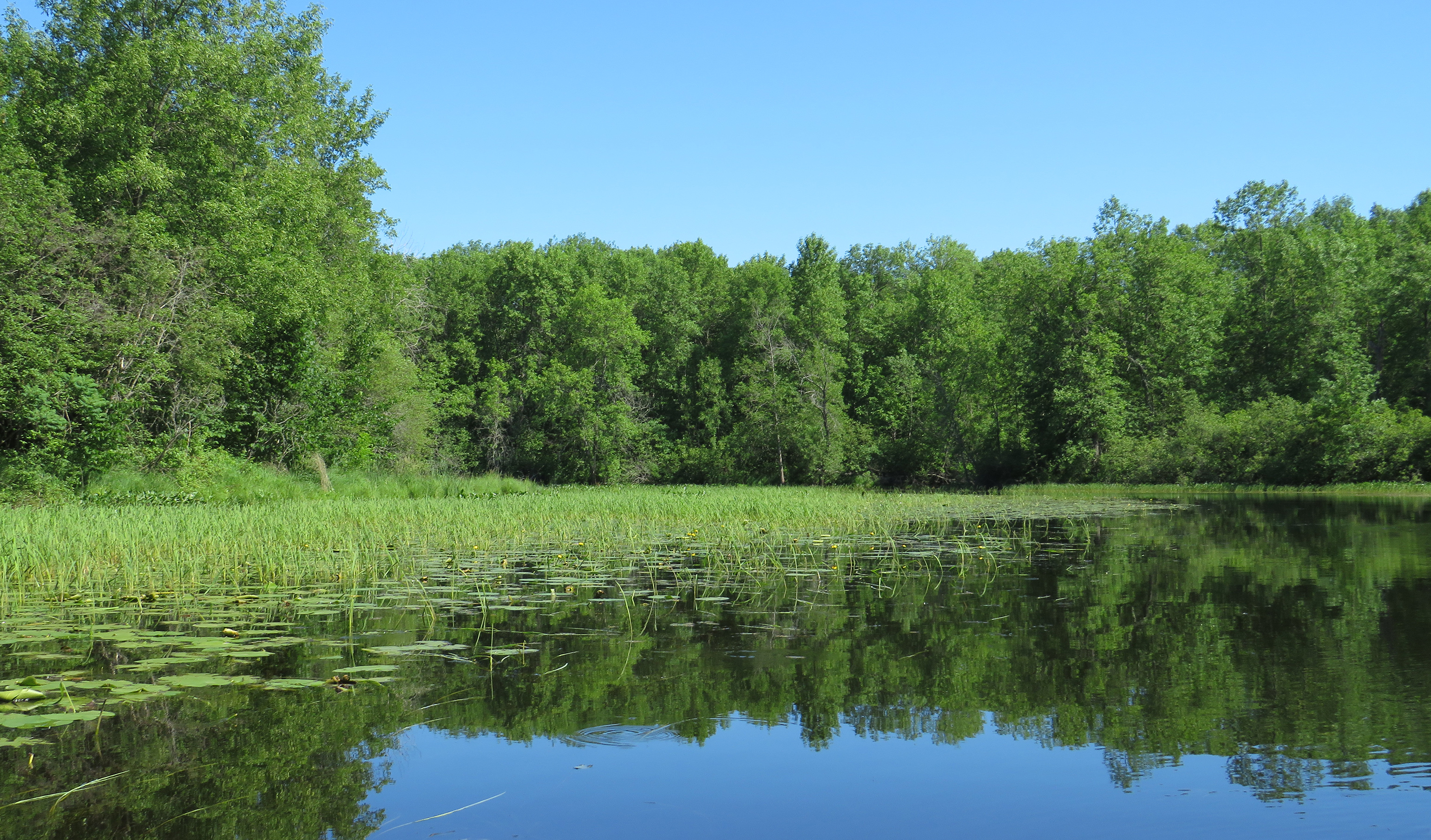 Climate change impacts wild rice as tribes work toward restoration ...