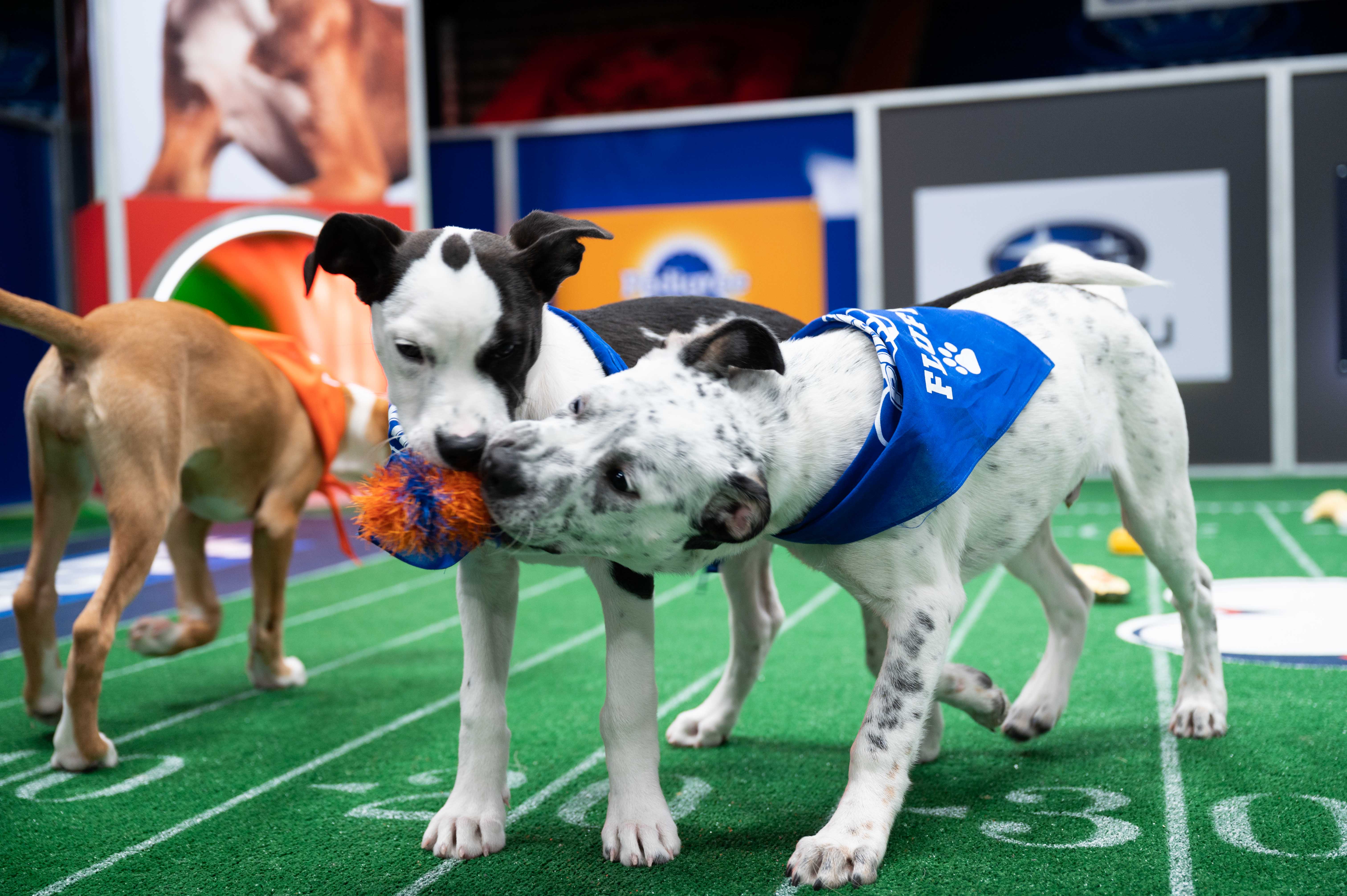 Can You Watch The Puppy Bowl On Hulu