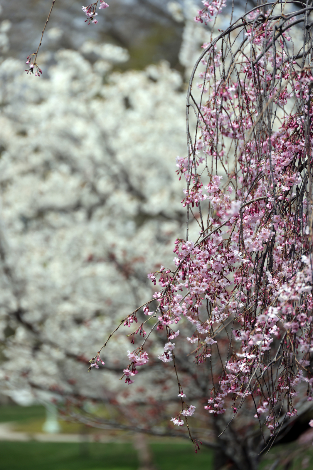 Spring in full bloom in Northeast Ohio - cleveland.com