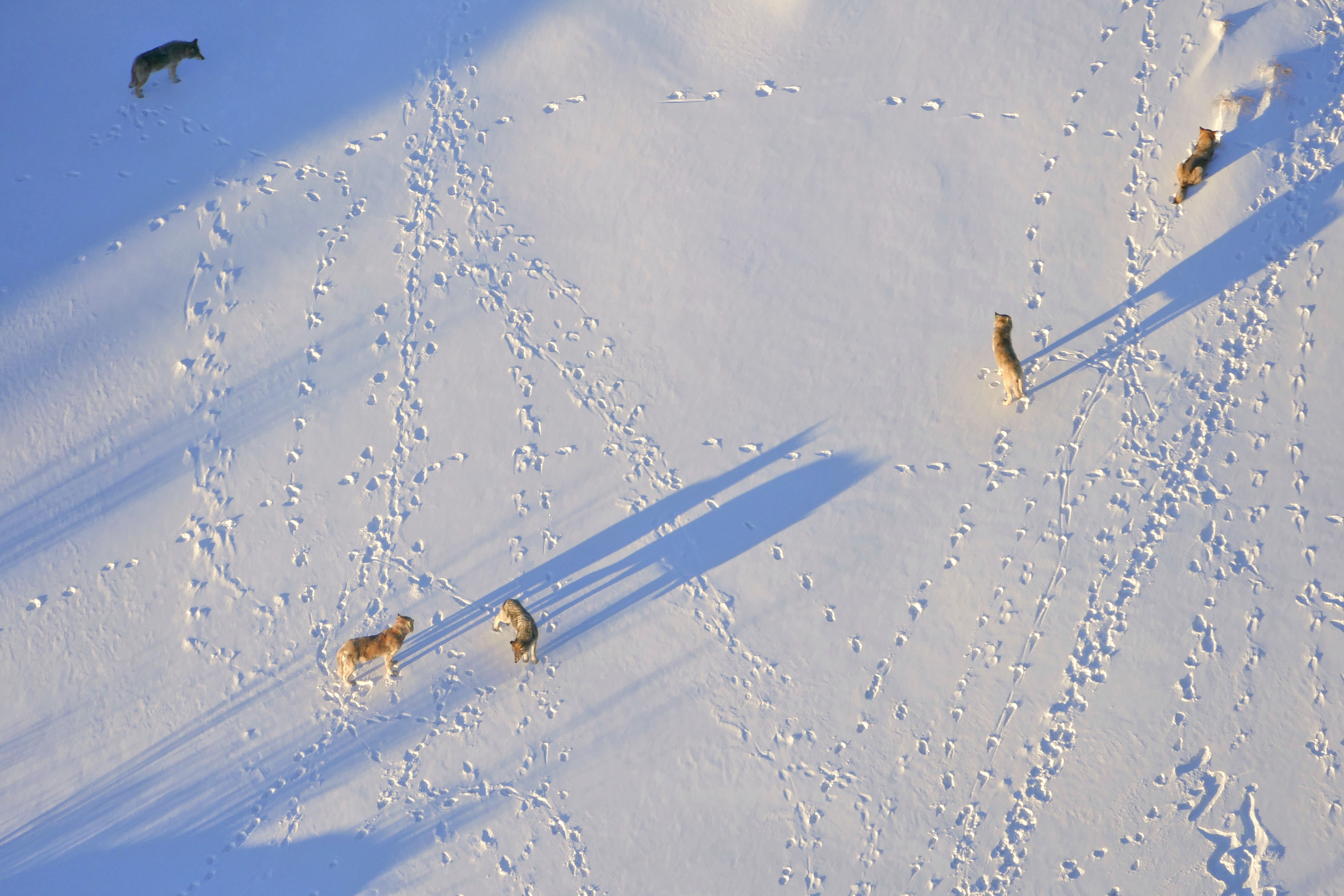 One of 4 wolf packs creates big stronghold on Michigan's Isle