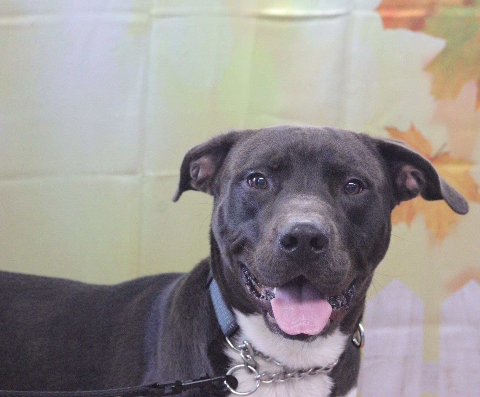 Blue gray nose Pitbull Jigsaw Puzzle