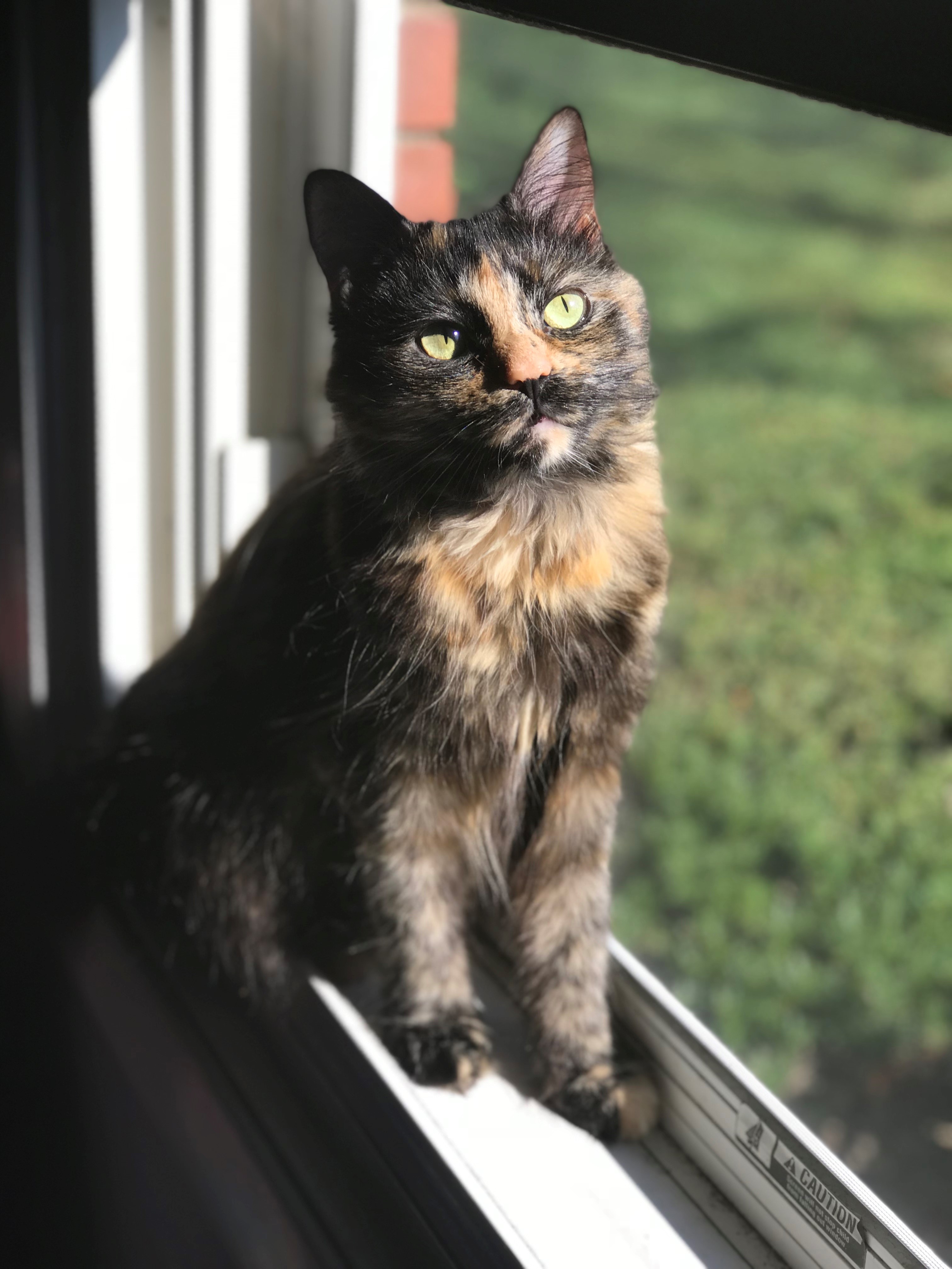Whou0027s the Cutest Cat in all The Land? Meet our Top 20 finalists