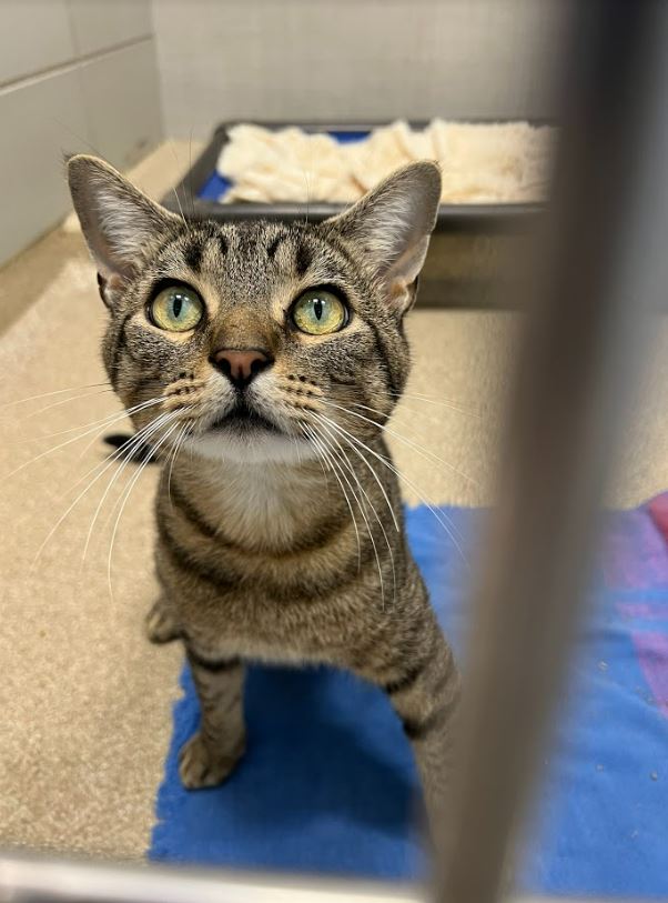 MSPCA teams up with NEAS to save dozens of cats from Kentucky floods ...