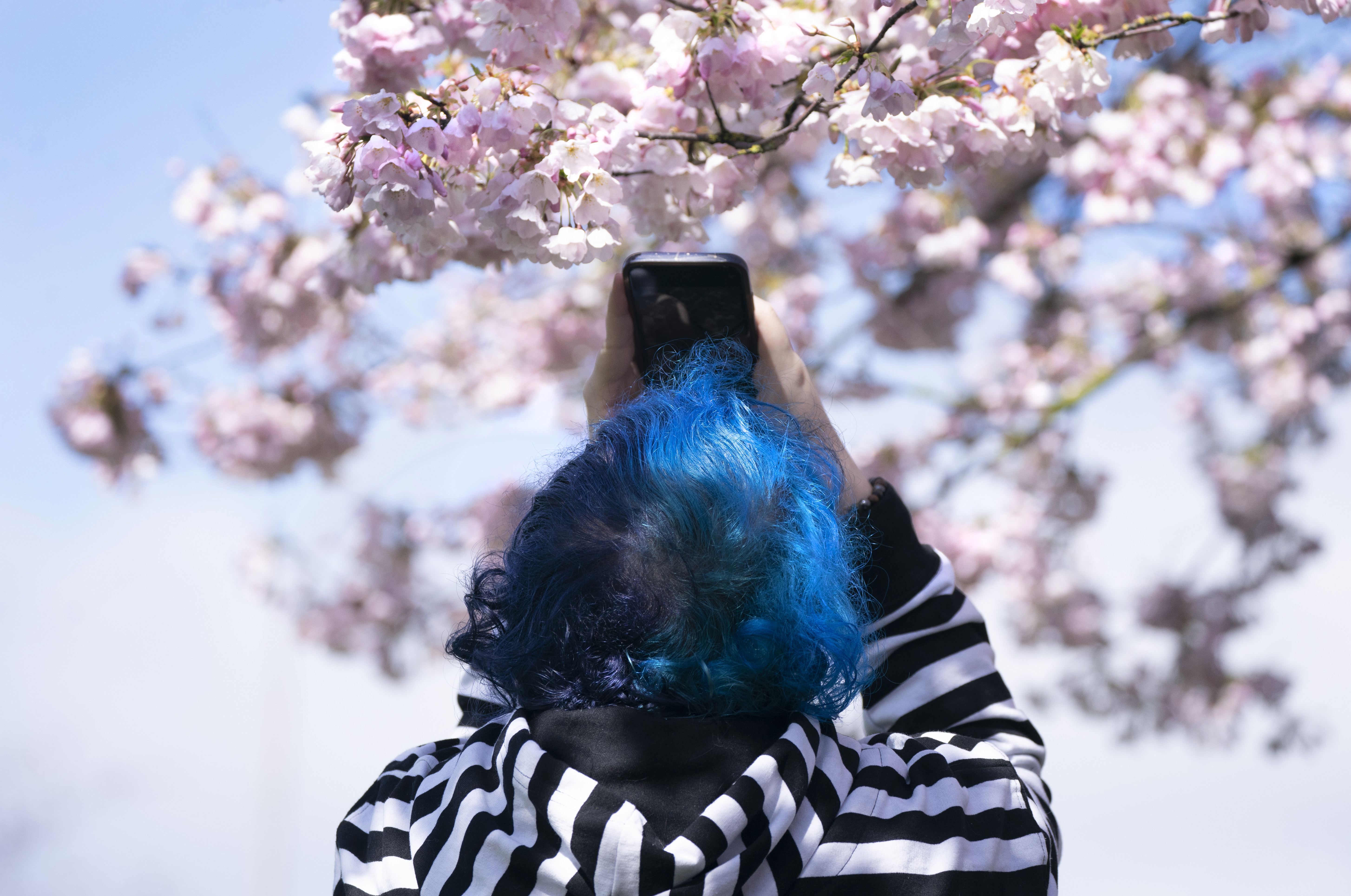 Cherry trees in full bloom at Japanese American Historical Plaza