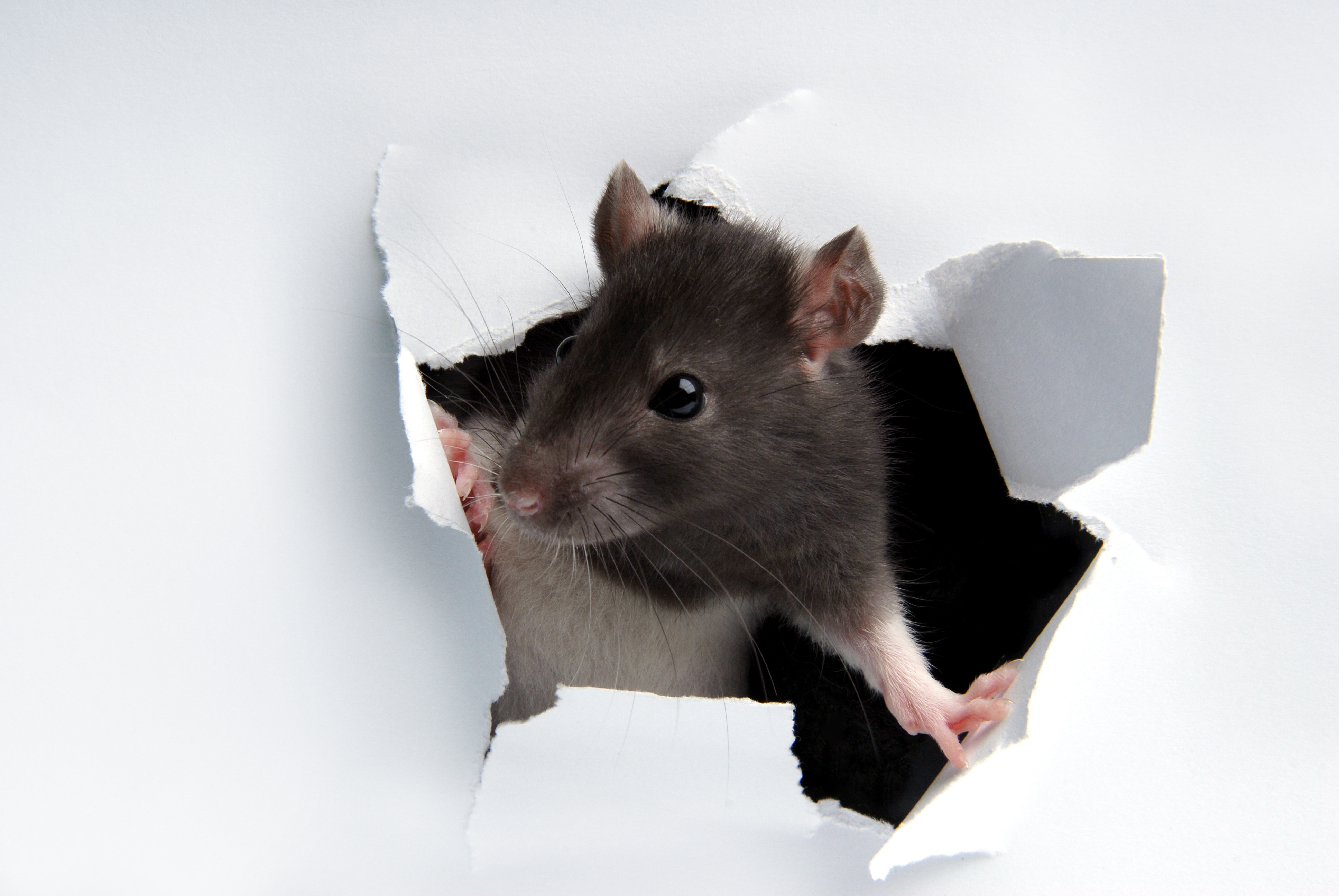 Rat fights in the wall among reader rodent horrors in Boston 