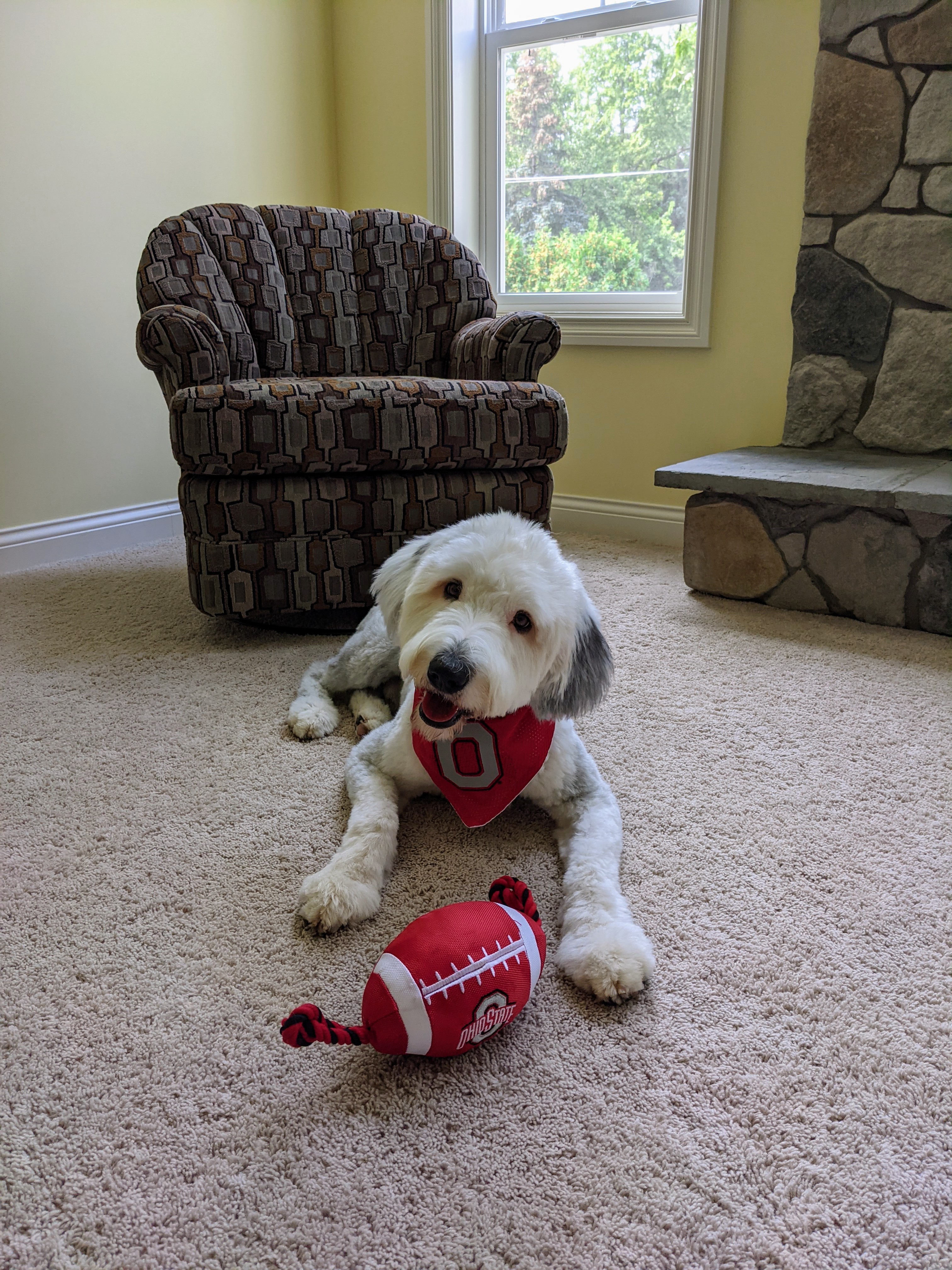 Archie the Bernedoodle voted Best-Dressed Ohio State Pet