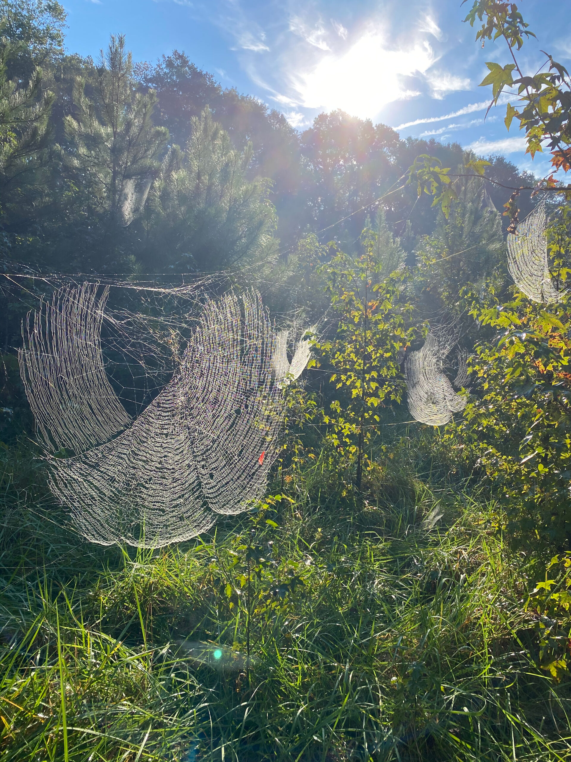 Invasive Joro Spider Likely To Spread In Southeast - Al.com