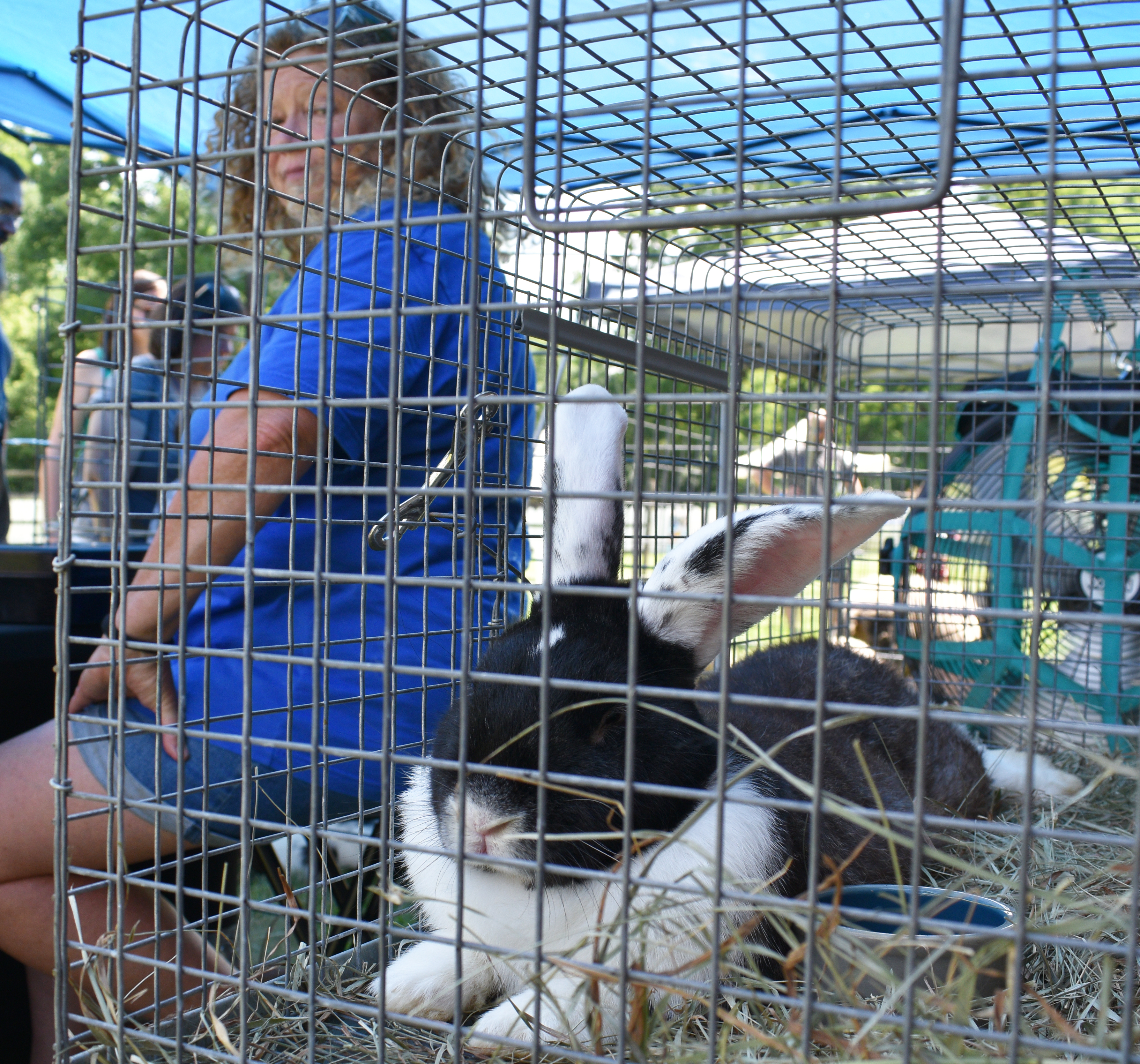 Overseeing the animals from Barnes Yard Petting Zoo LLC is Jennifer Barnes, alongside Beefy the nearly year-old half-Continental Giant and half-Flemish Giant rabbit, as Historic Bethlehem Museums & Sites opens its two-day Blueberry Festival & Market To Go on Saturday, July 13, 2024, at Burnside Plantation. It continues Sunday.