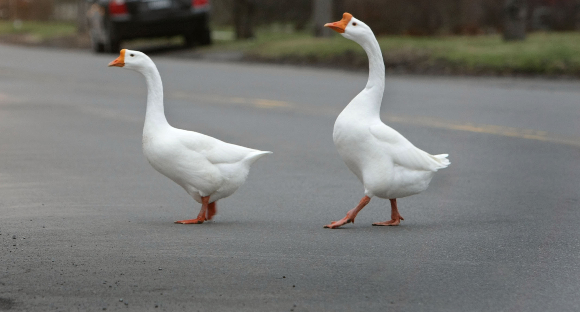 Goose discount walk exercise