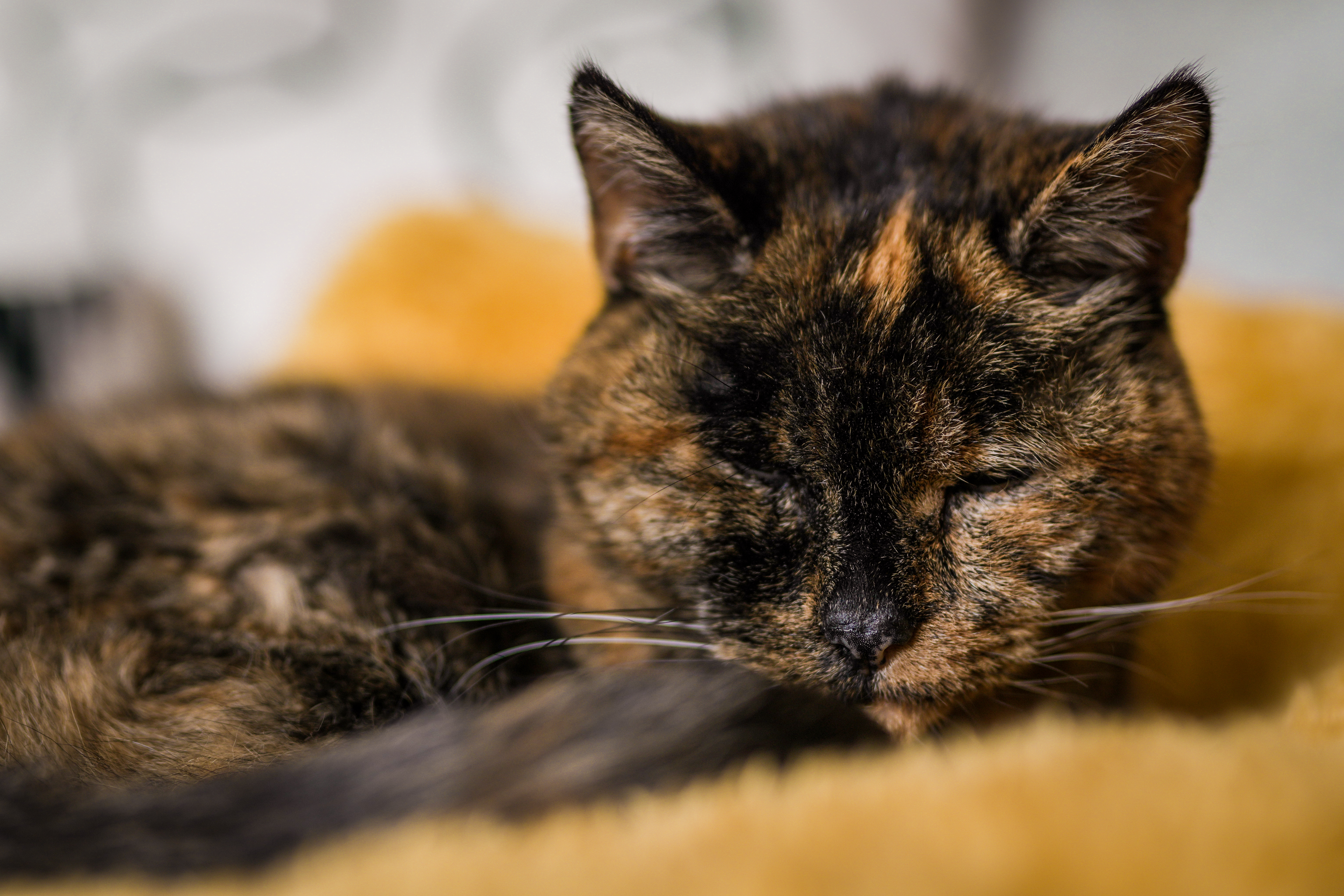 This is the world's oldest living cat, according to Guinness World Records  