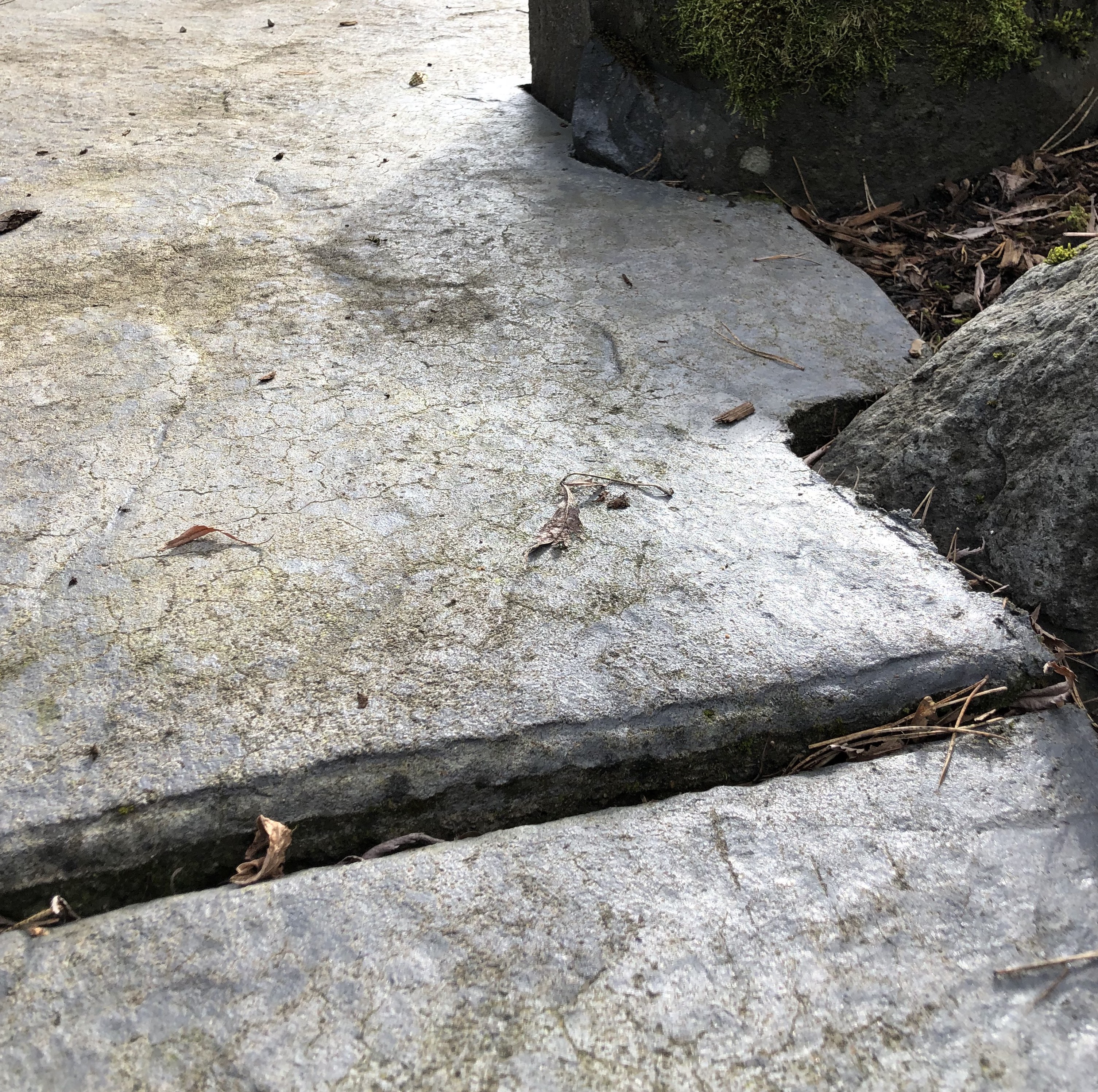 How to Remove Tree Roots Under Pavers