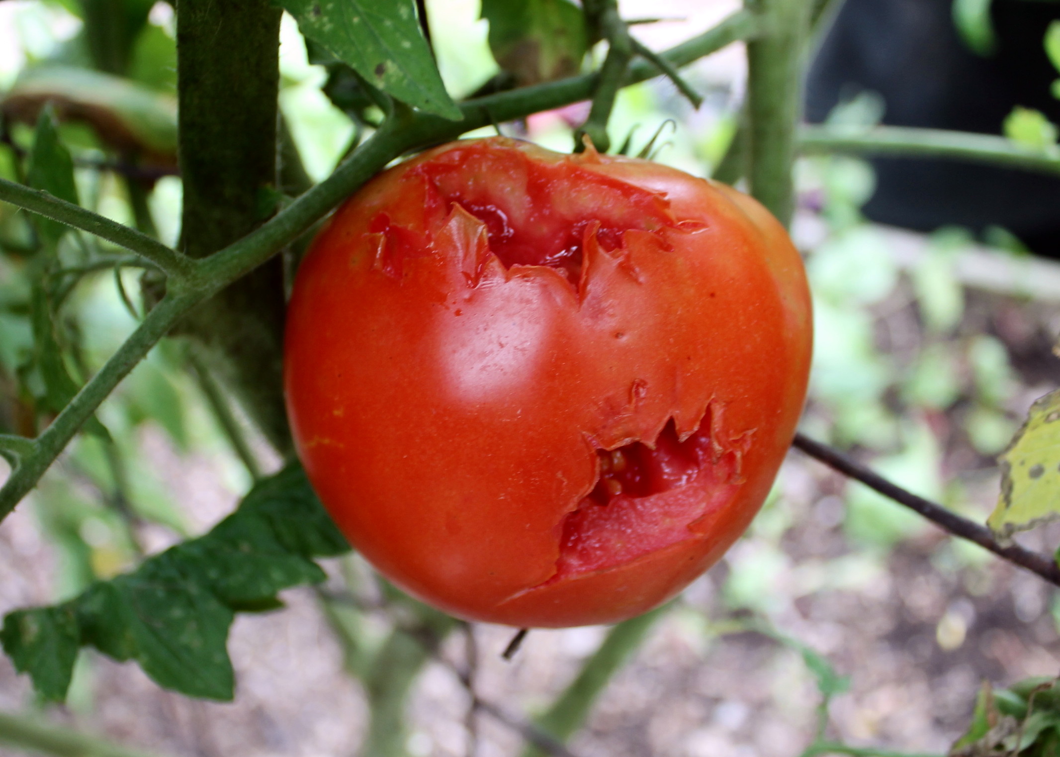 Eaten tomatoes, non-blooming flowers, and 'yellow grass': This Weekend in  the Garden - pennlive.com
