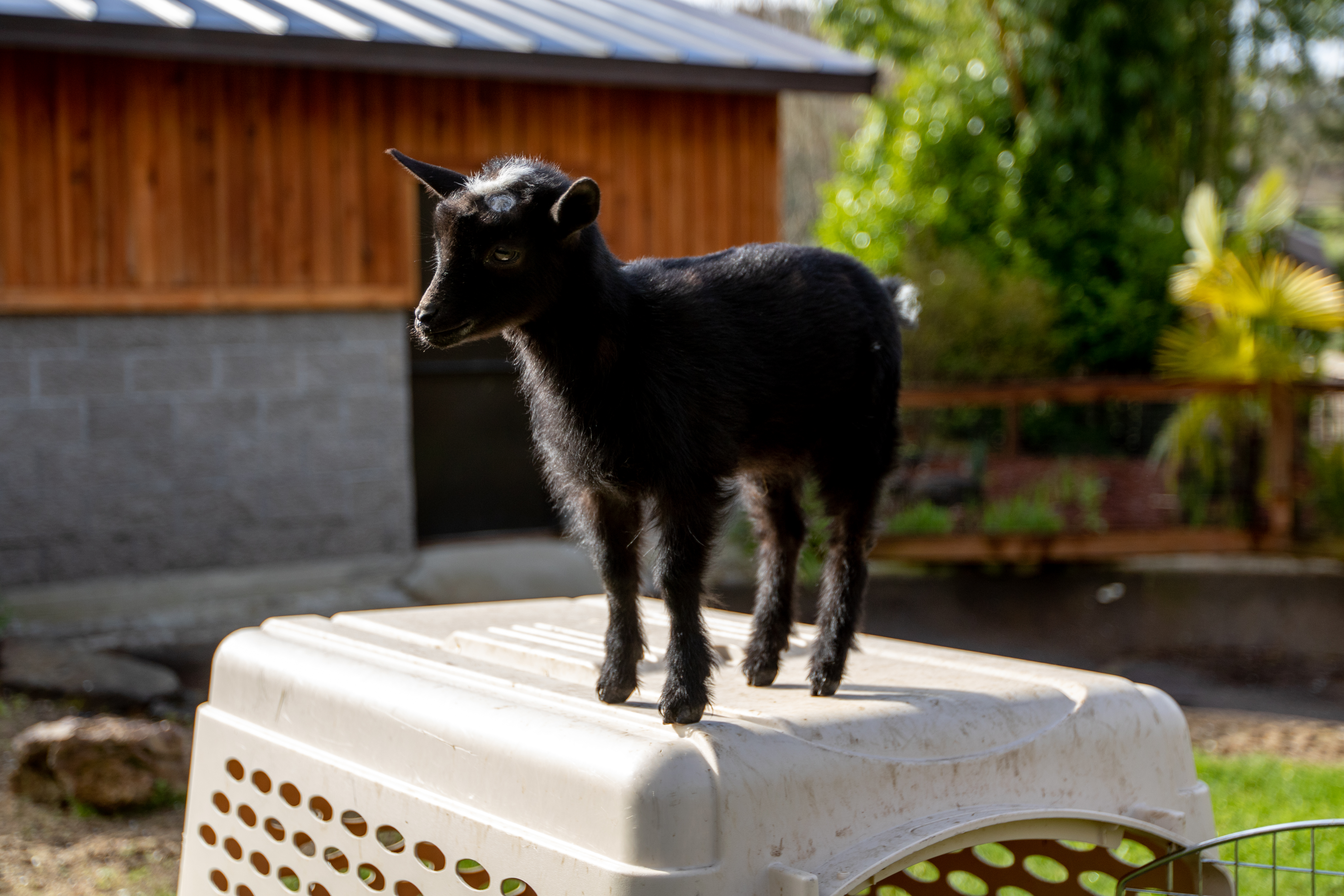 Alpine Goat – Saginaw Children's Zoo