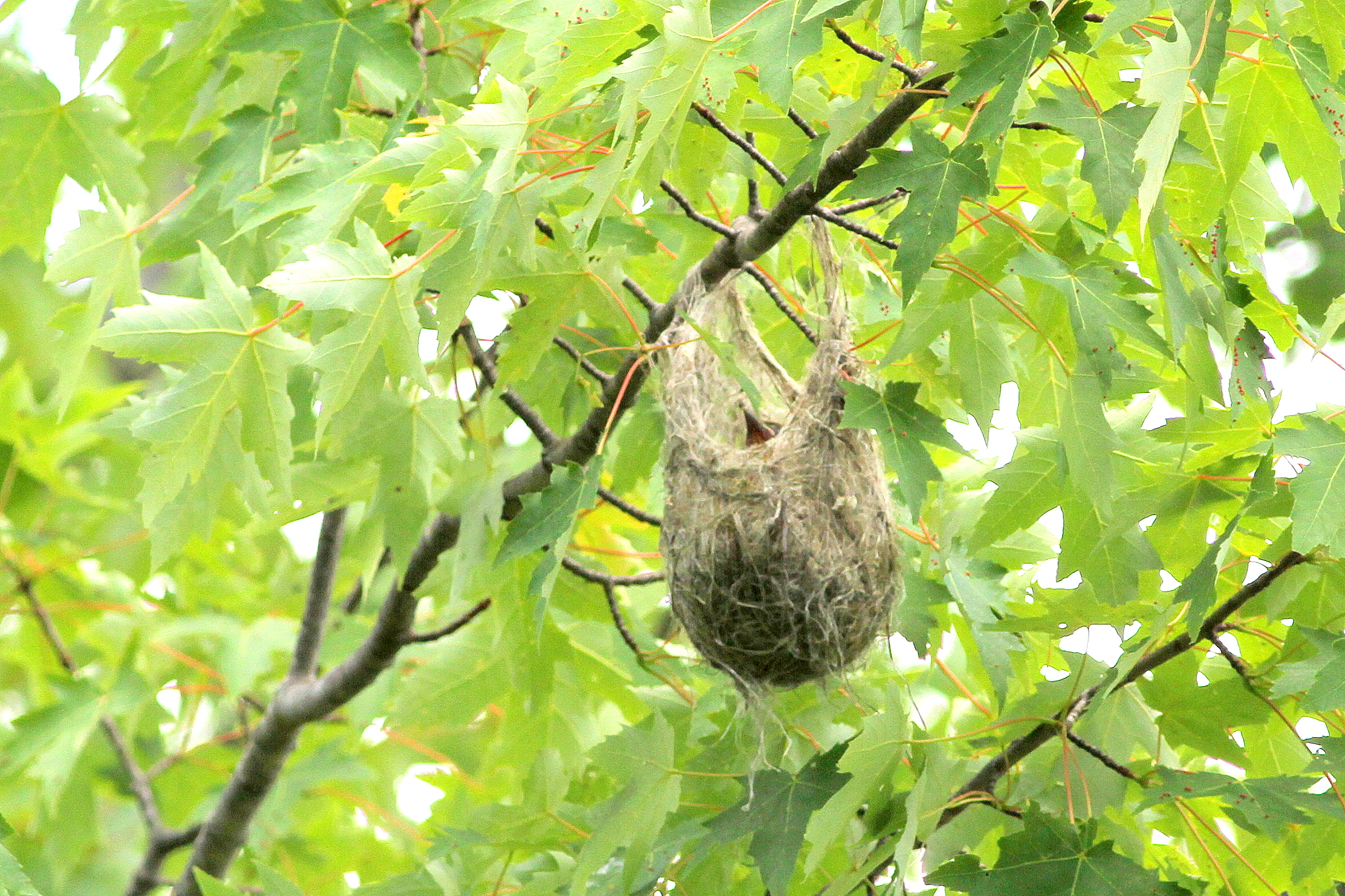 Baltimore Birds Nest