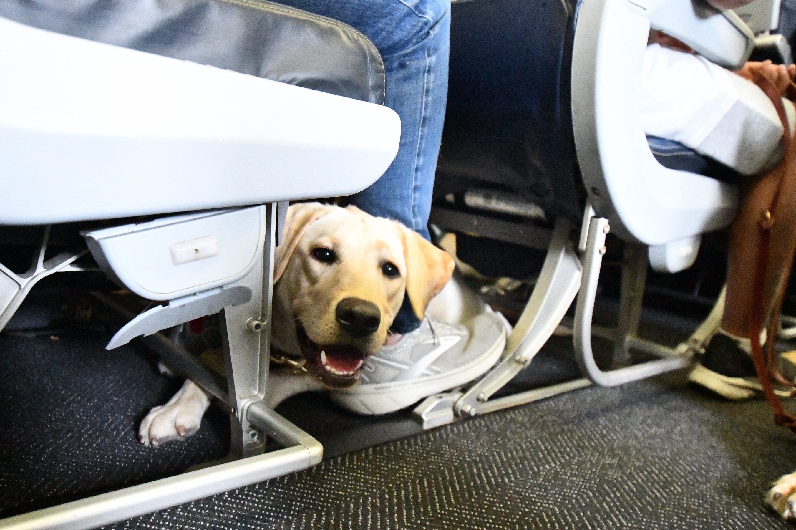 Port Authority hosts guide dog training at Newark Airport - silive.com