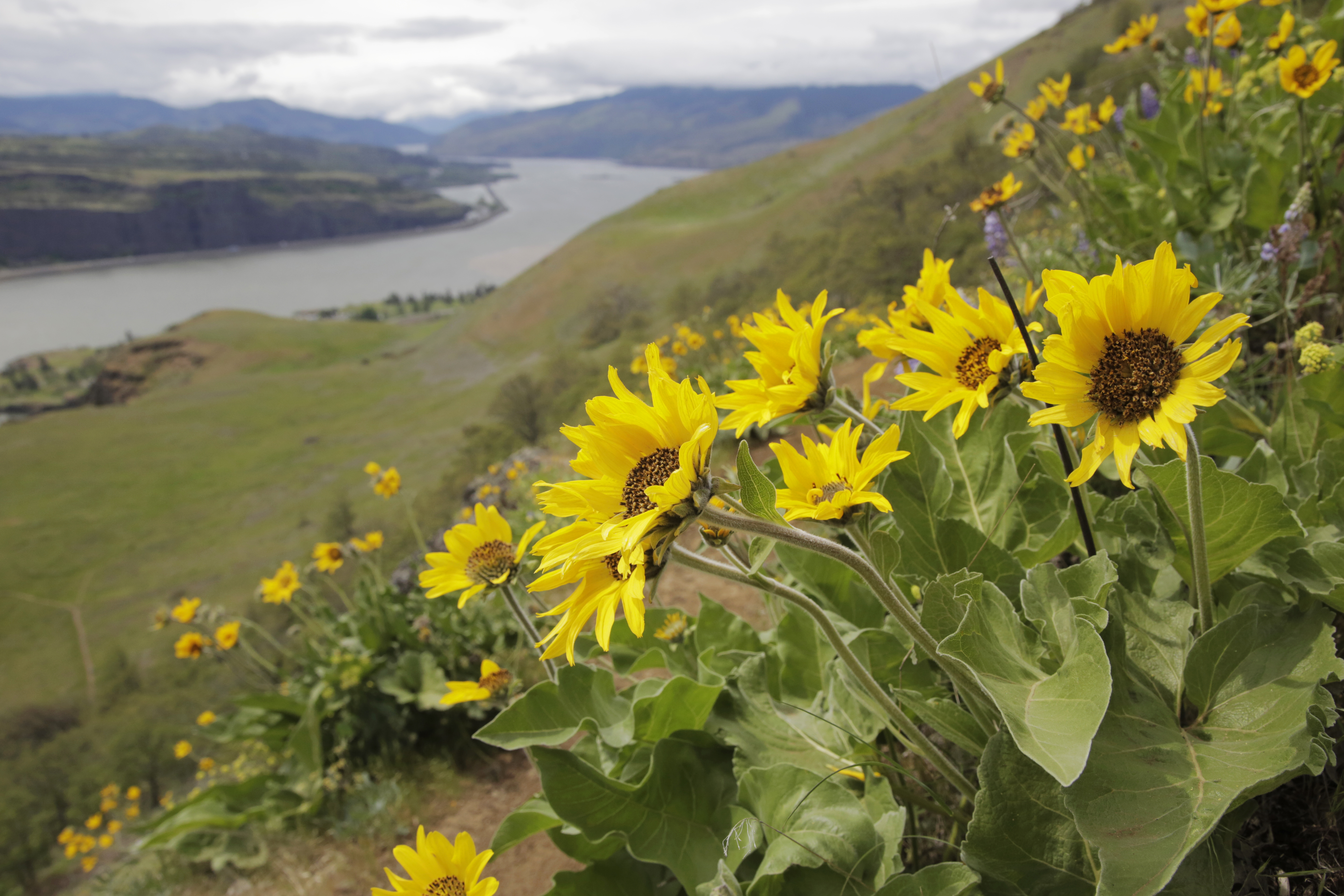 Take a zigzag road trip through the Columbia River Gorge – Here is Oregon 