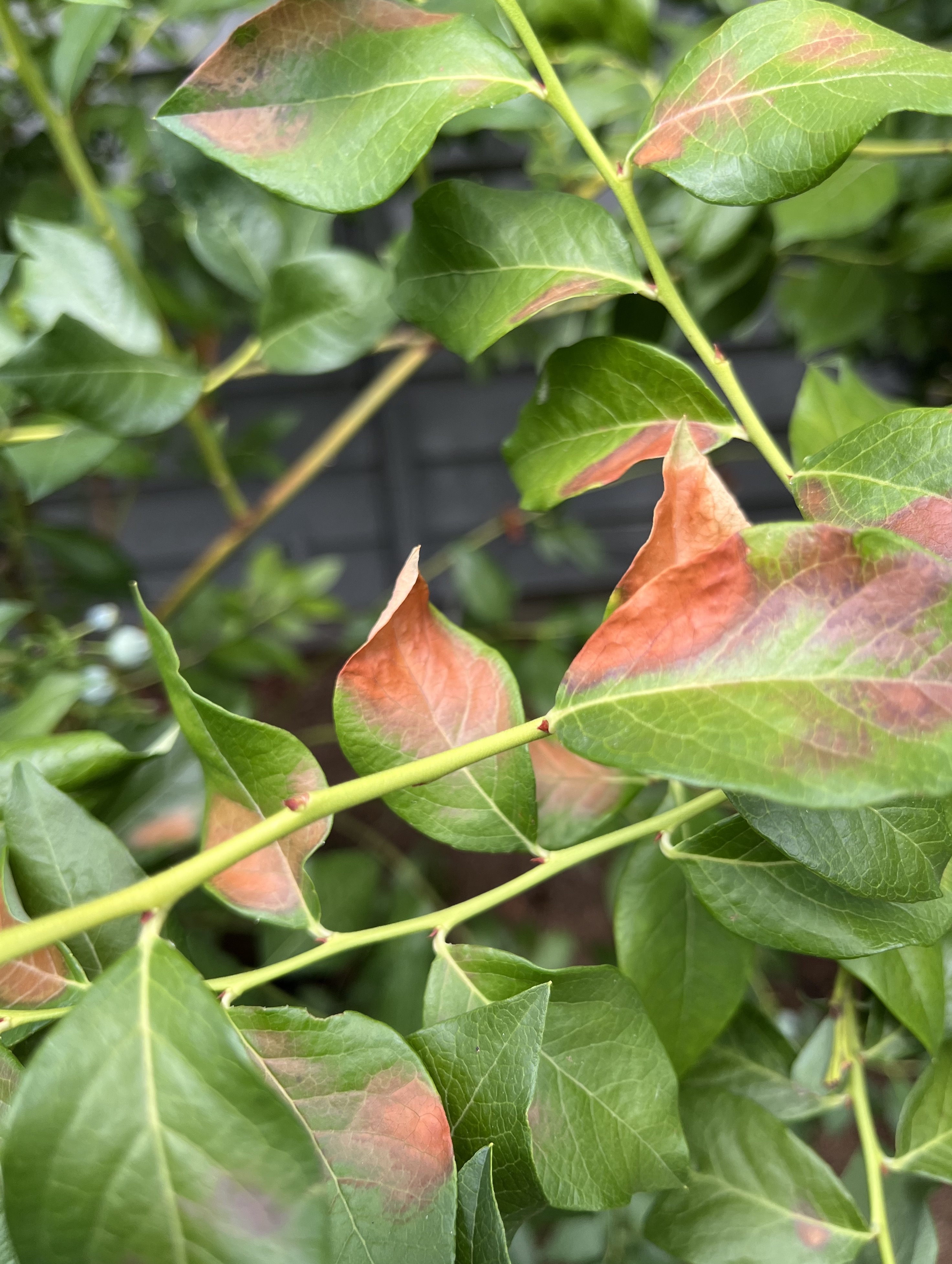 Why are blueberries struggling this season? Ask an Extension expert -  oregonlive.com