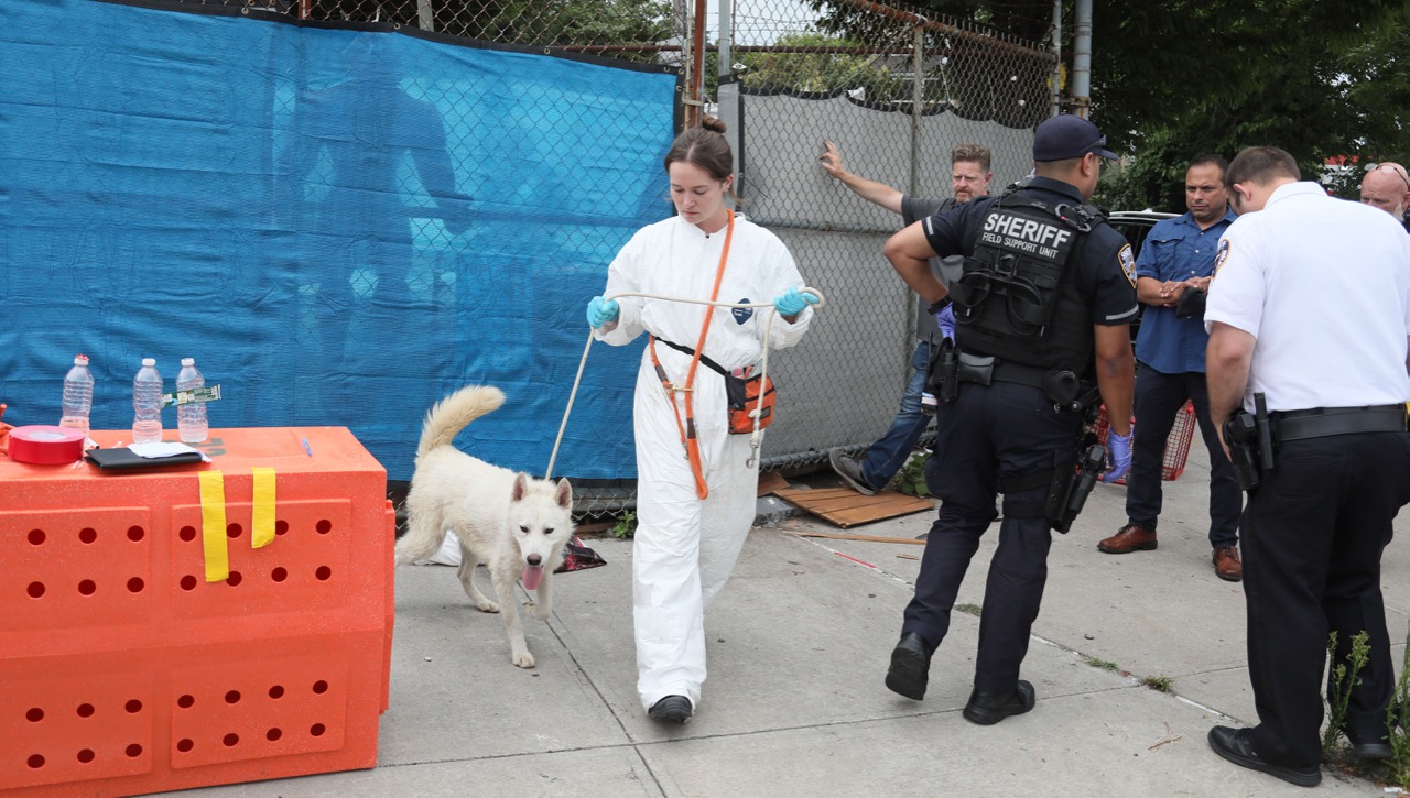 Husky dogs removed by NYC Sheriff’s deputies and the ASPCA on Staten ...