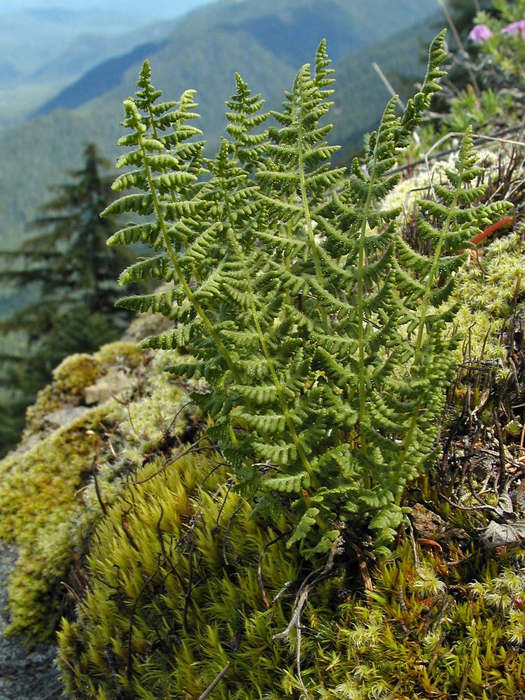 A fern is shown growing on a hillside