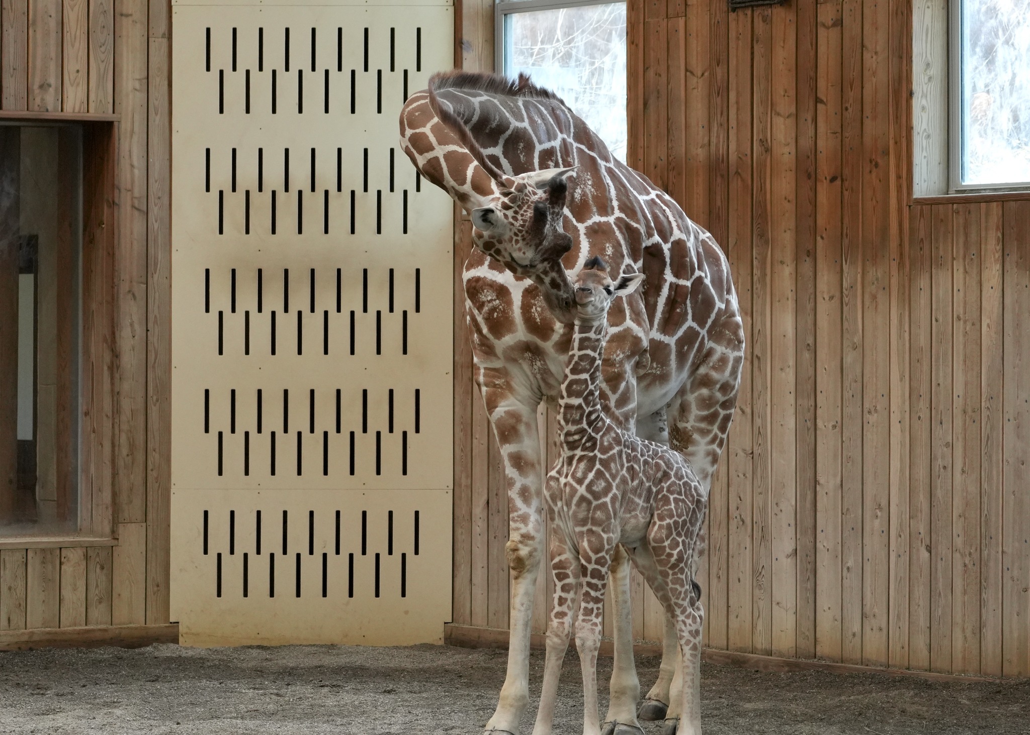 Zoo welcomes the newest member of Detroit's most towering family