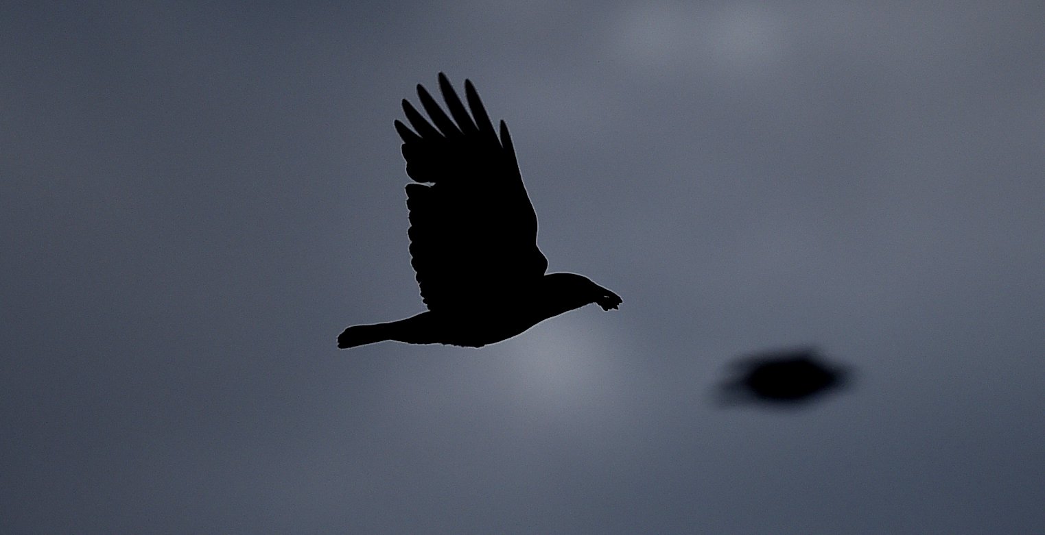 Cornell crow expert discusses things most people don t know about