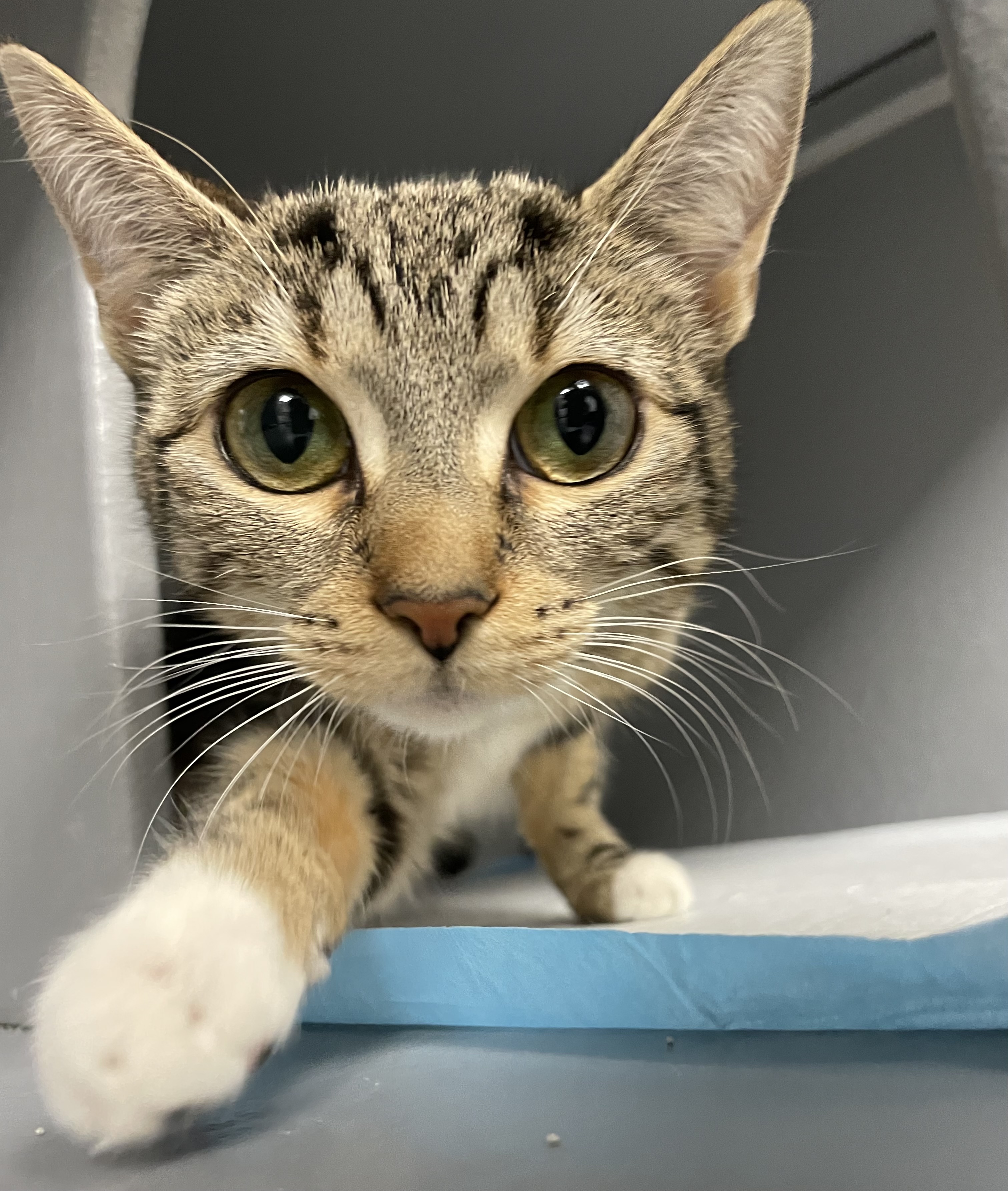 This kitten is the NYPD's friskiest officer