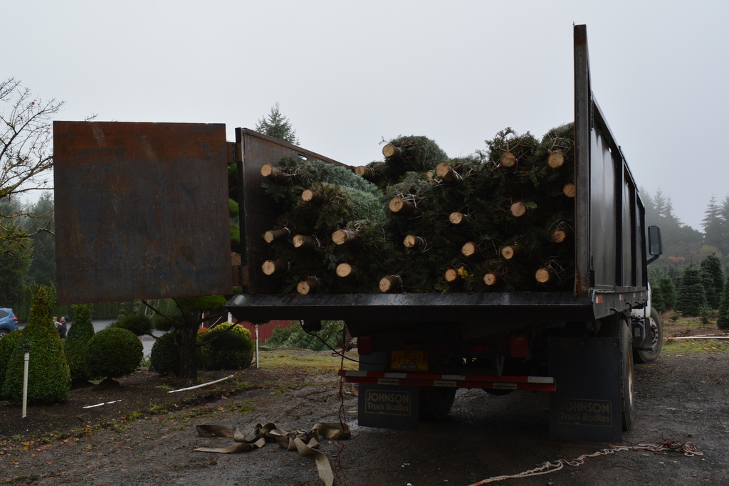 2020 Christmas trees in Oregon