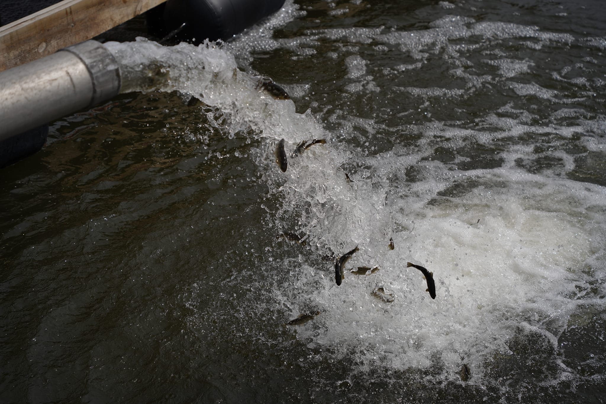 25,000 little brown trout released in Northern Michigan channel