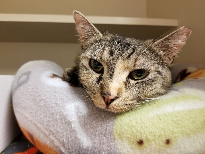 N.J. pets in need May 31, 2021