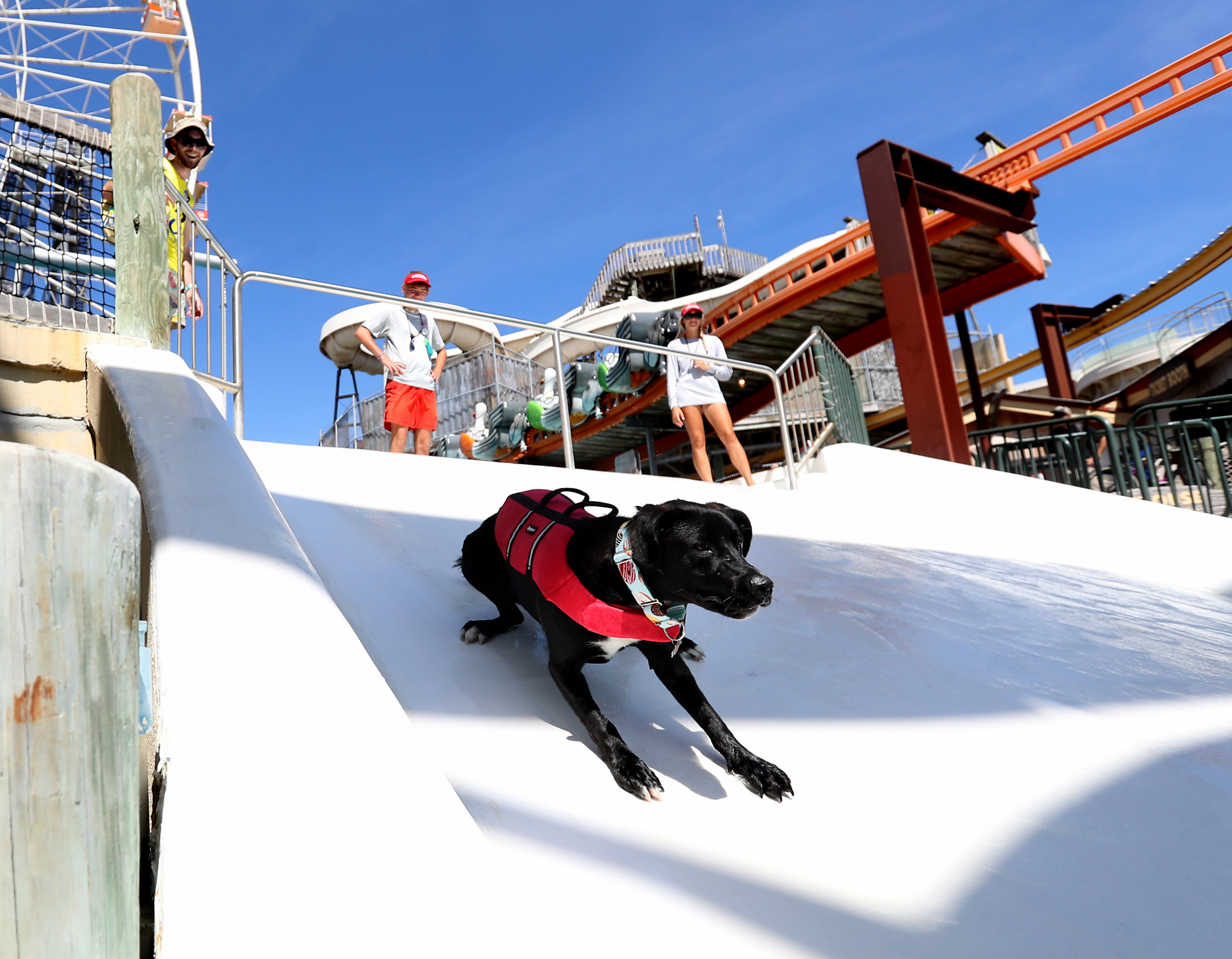 Puppapalooza doggie pool party in Wildwood, Sept. 10, 2022 - nj.com
