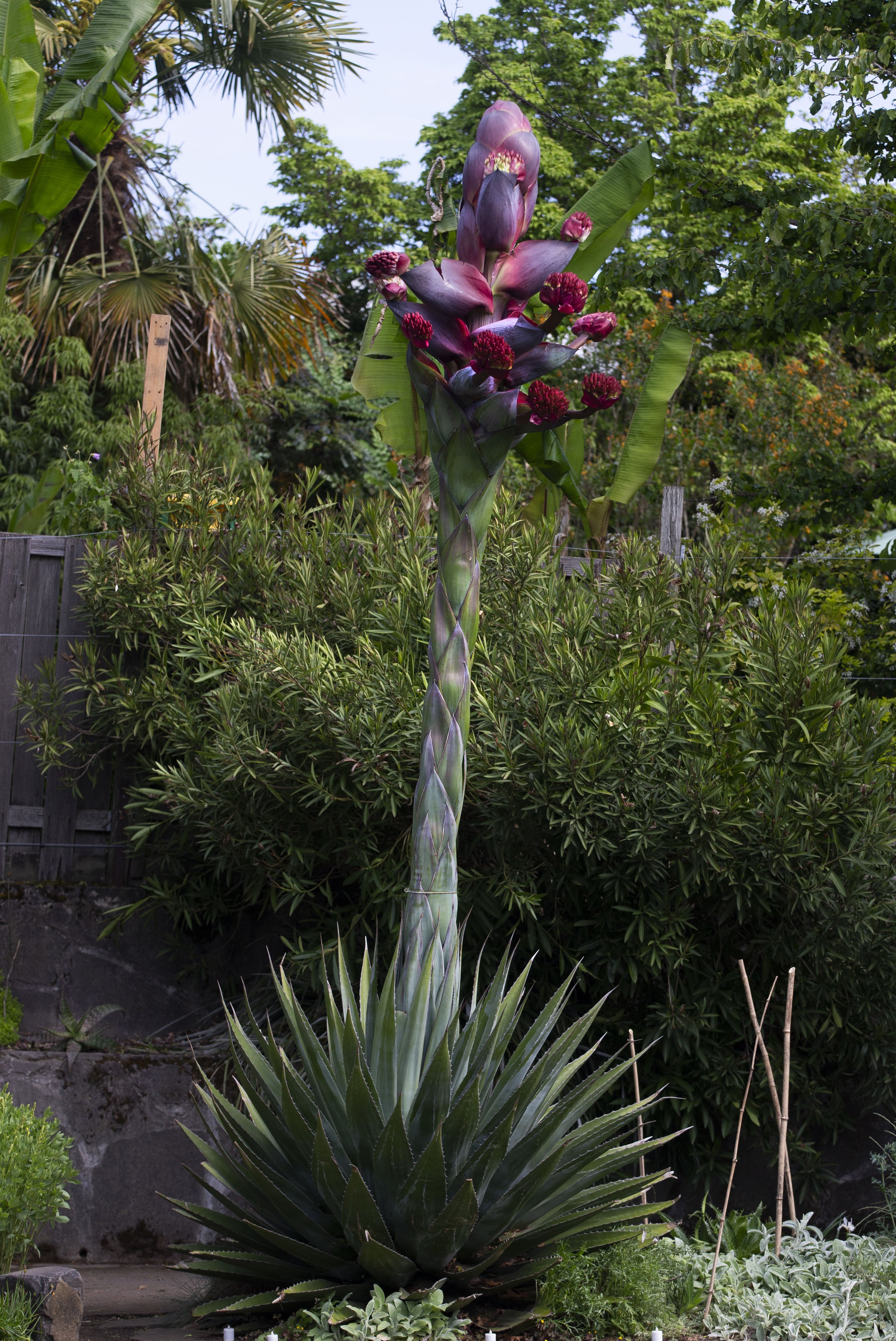 Giant agave plant's rare bloom causes stir in Portland