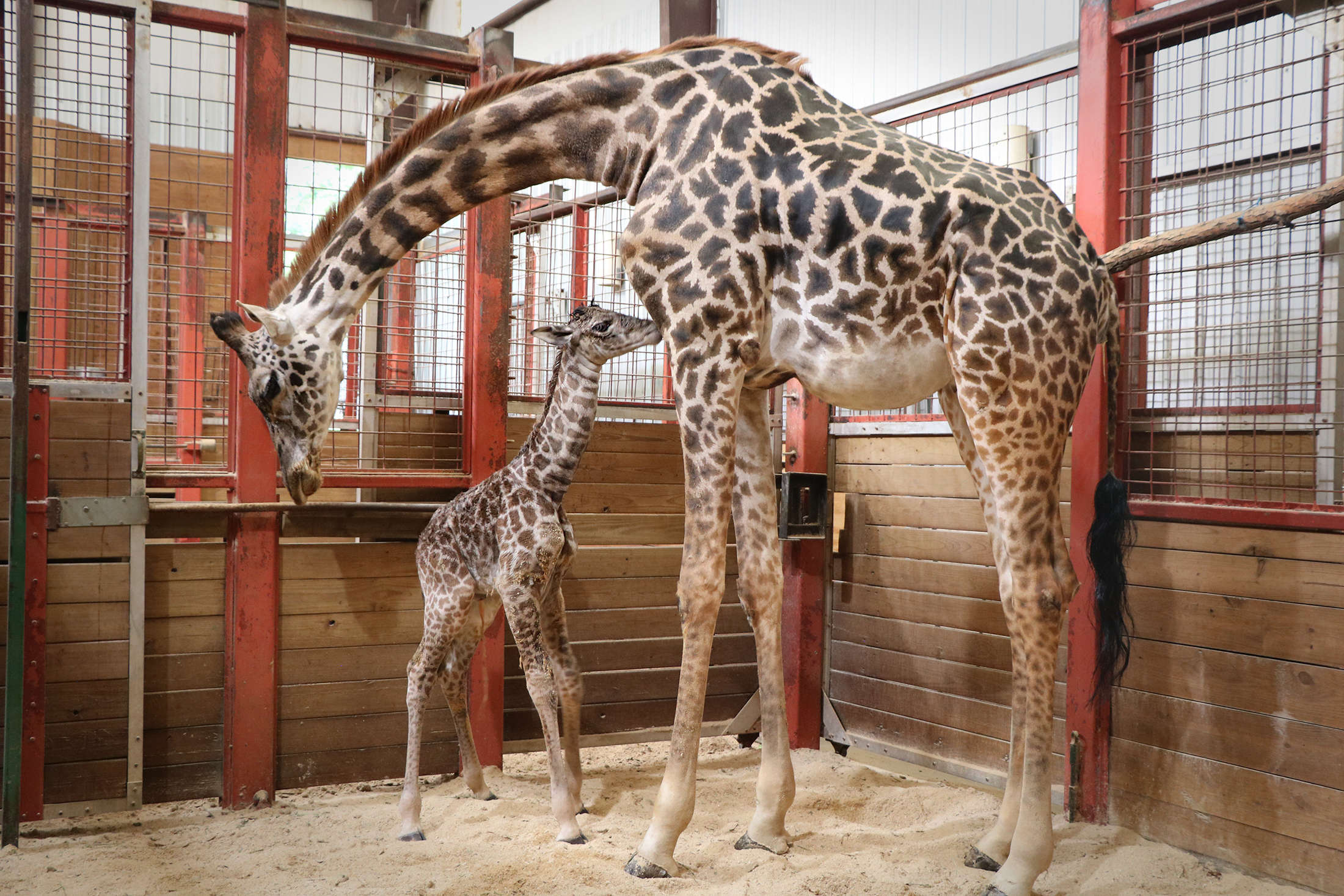 6-foot-tall baby Masai giraffe born at Boston's Franklin Park Zoo