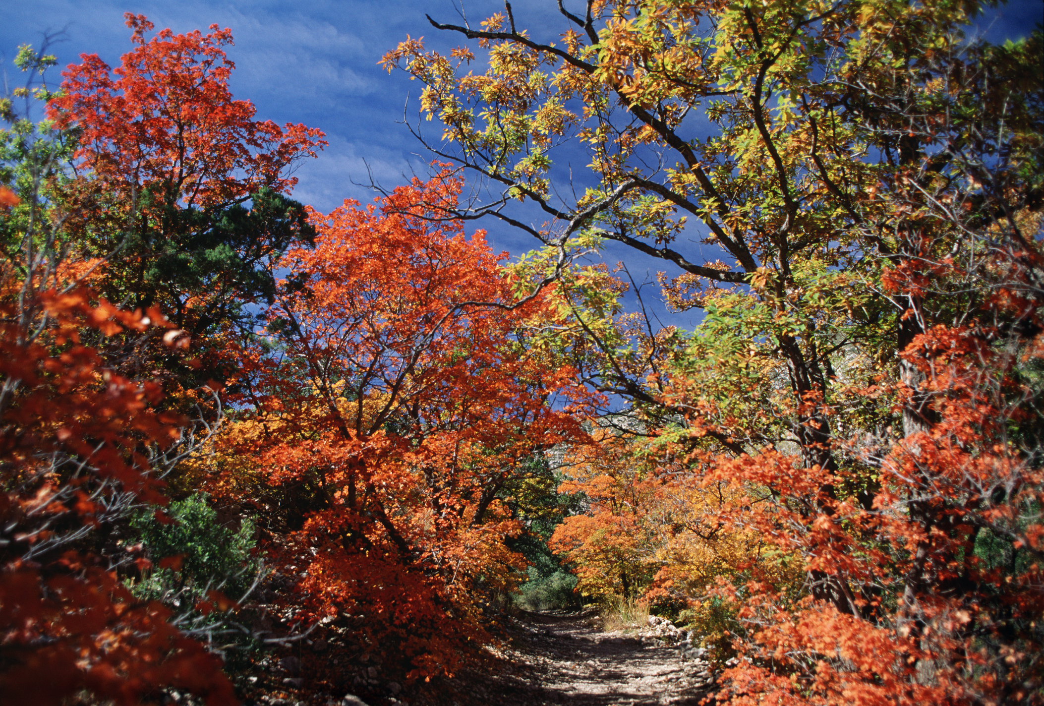 Texas Fall Foliage Peak