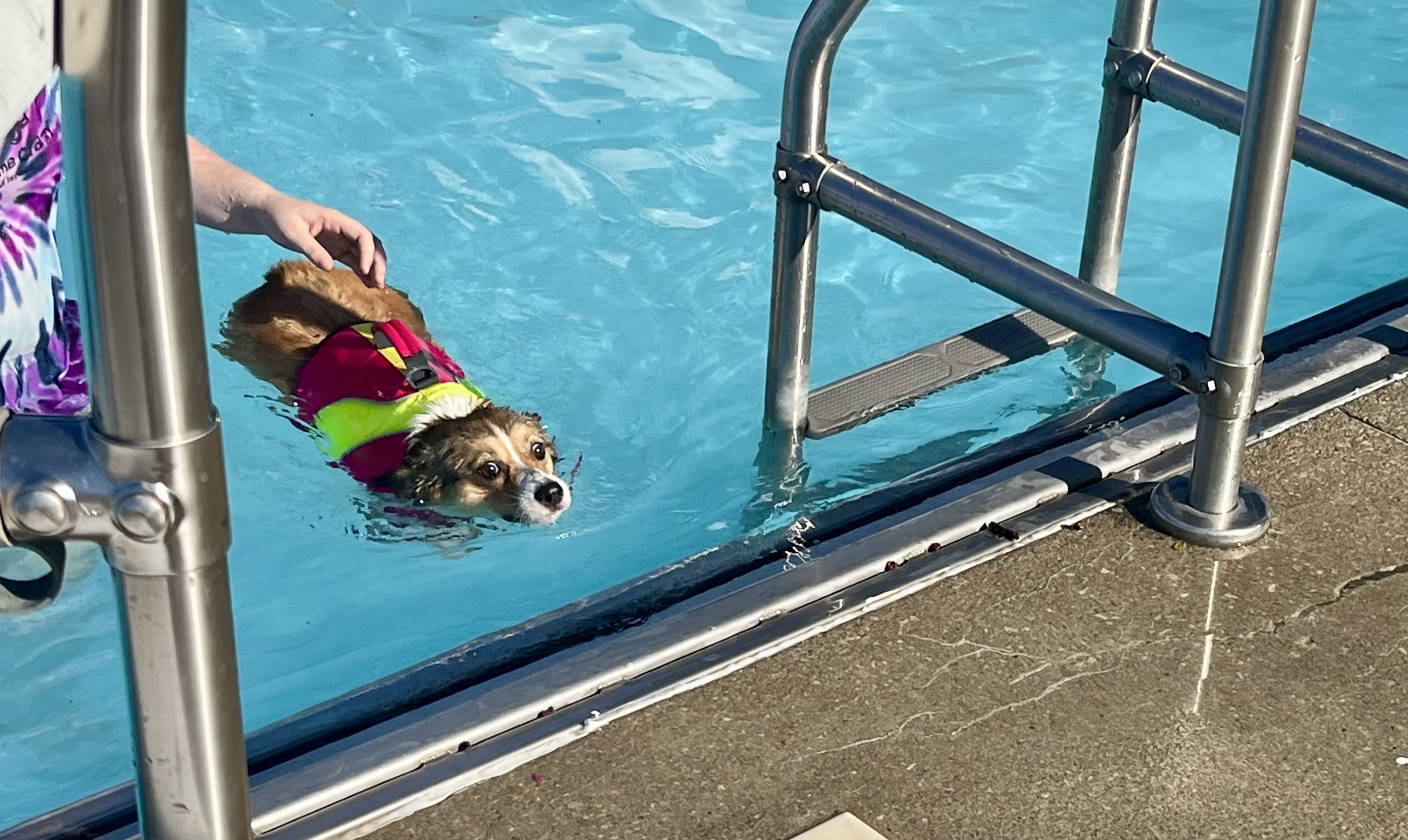 Dog swim at Lakewood's Madison Park