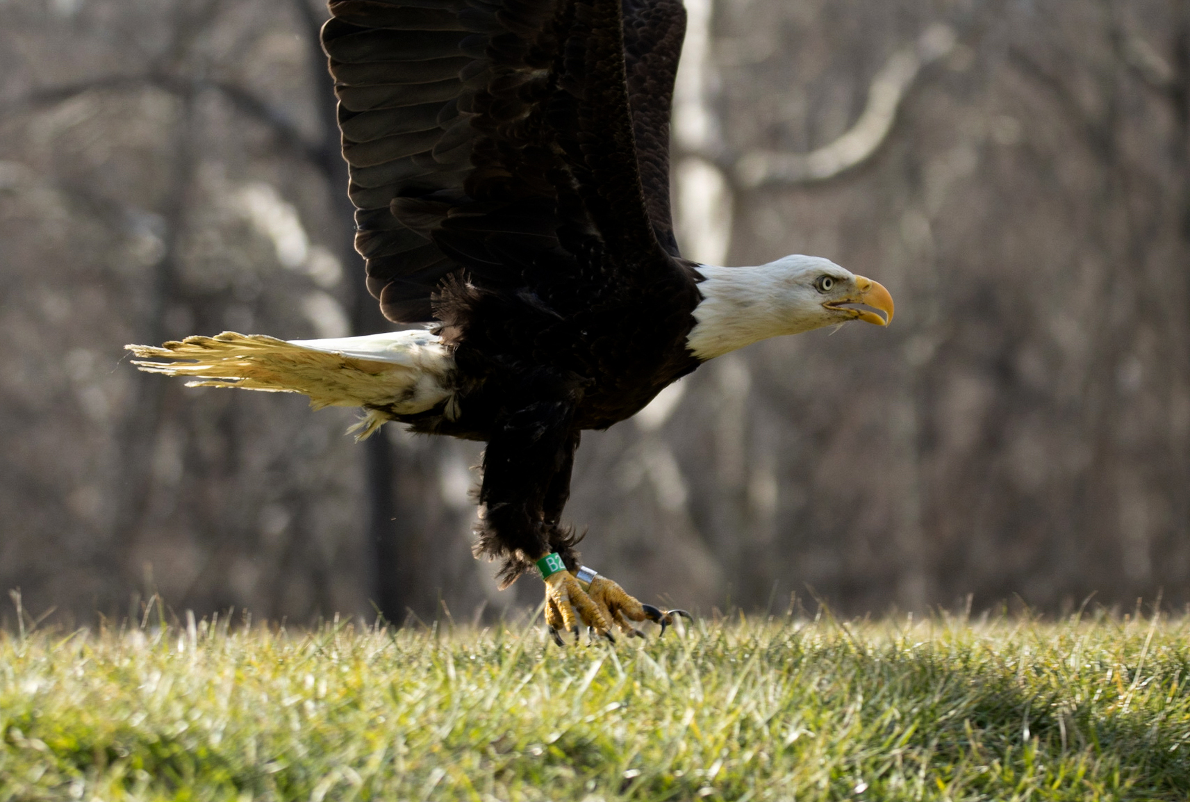 Bald eagle found shot in Pennsylvania near Ohio border