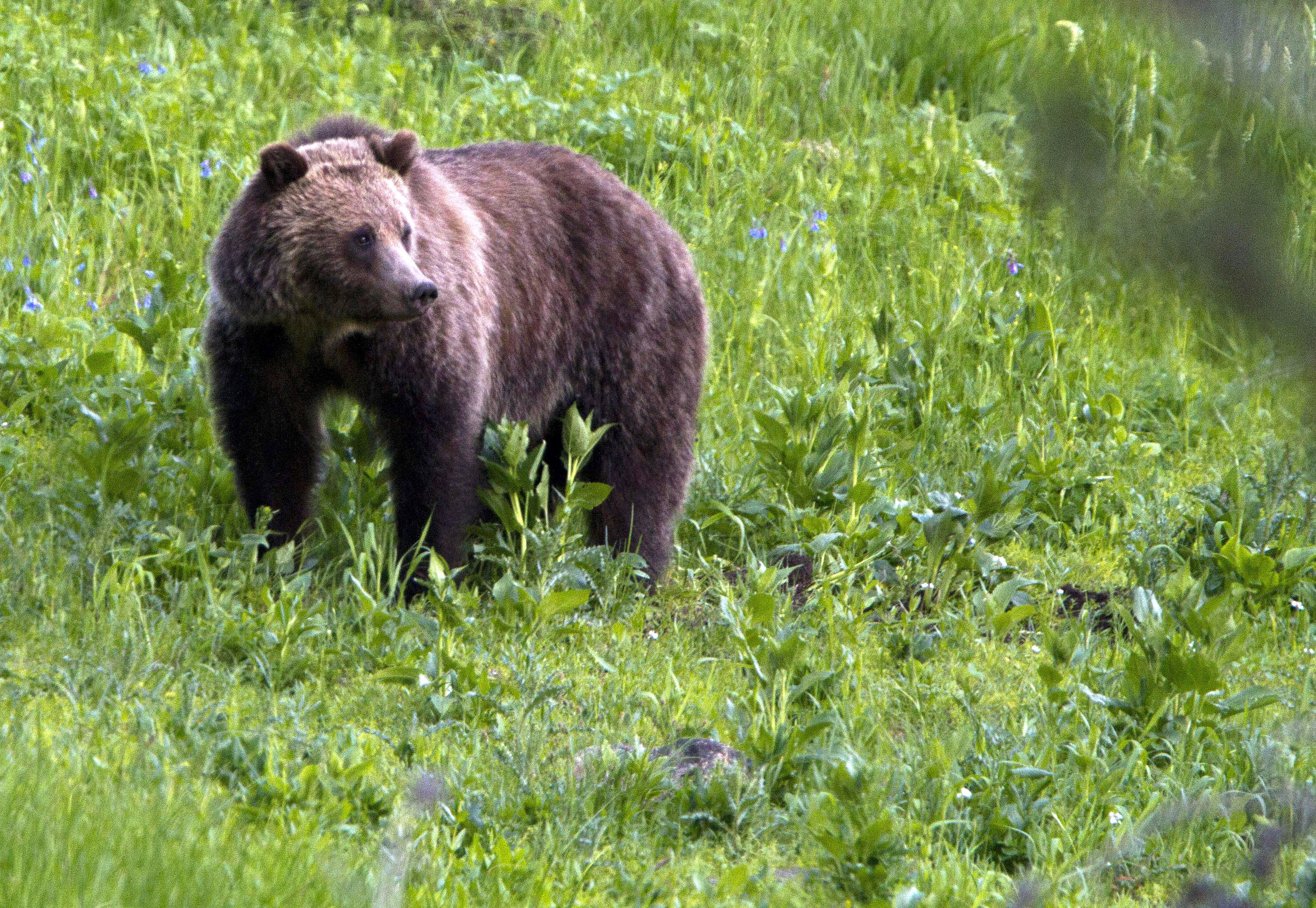 Couple, along with dog, killed by grizzly bear at national park in Canada:  reports 