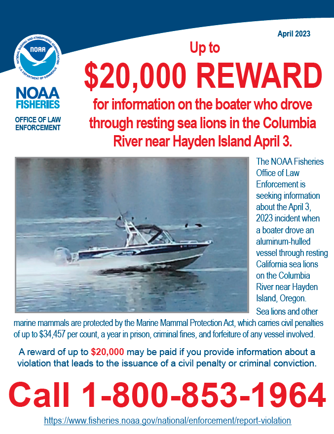 Columbia River boater who hazed sea lions still sought by federal