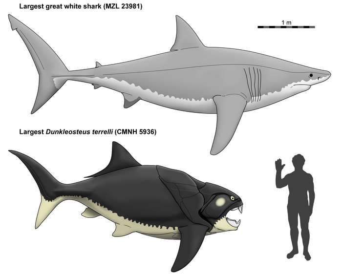 Ocean predator I just discovered. Reminds me of dunkleosteus in a