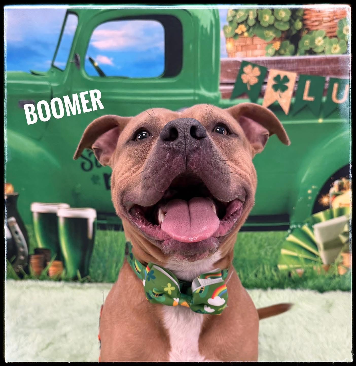 Pets of the week: Boomer is a certified lover boy, Ryder is sweet ...