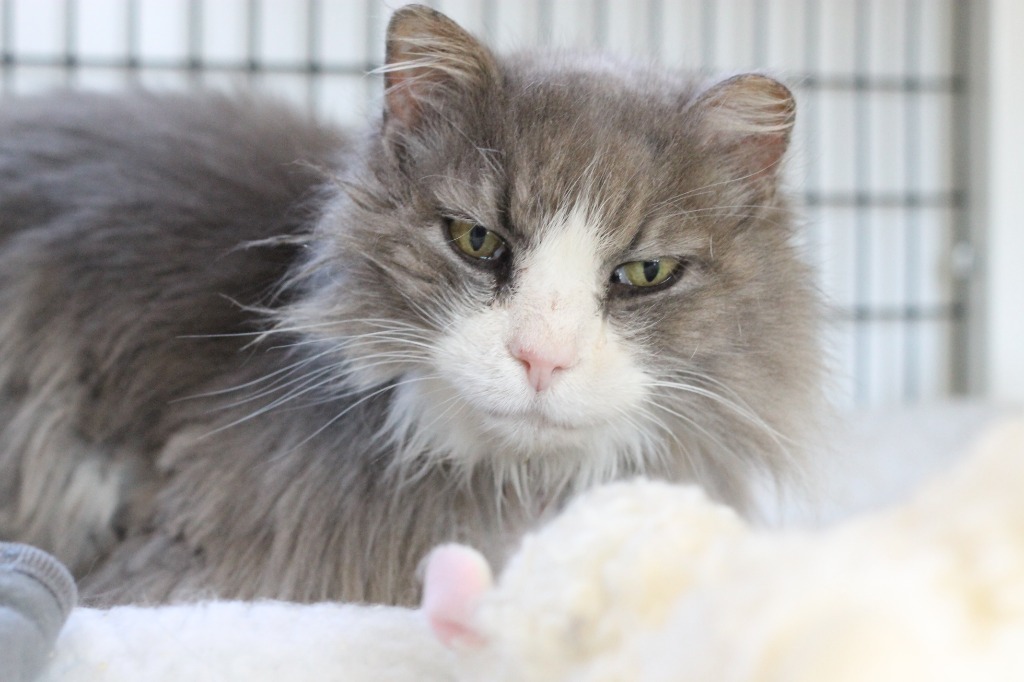 N.J. pets in need April 5, 2021