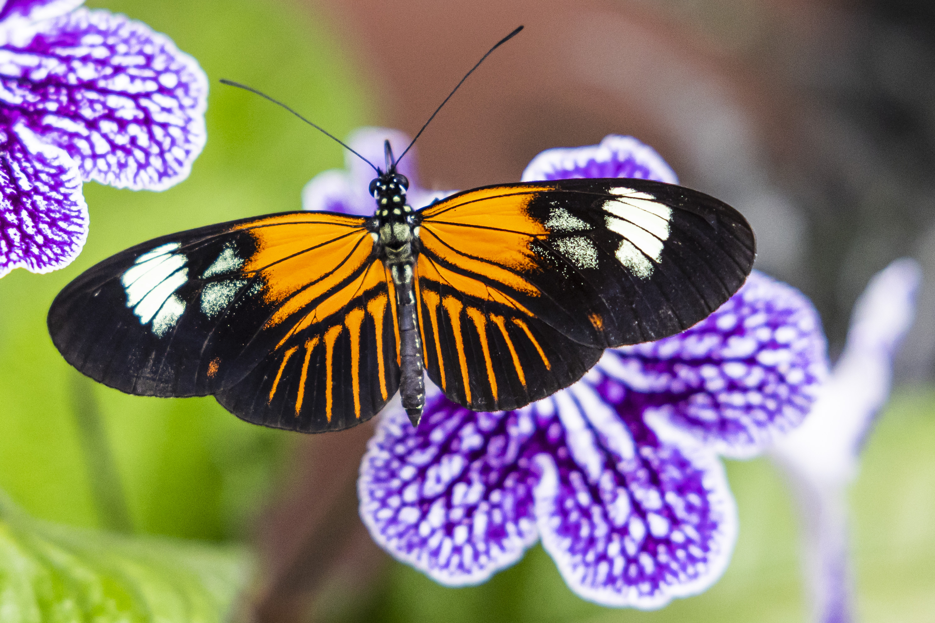 Midland Dow Gardens opens Butterflies in Bloom 2023