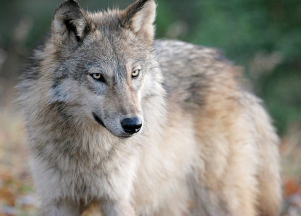 Steve Duin: So much for Oregon's wolves - oregonlive.com