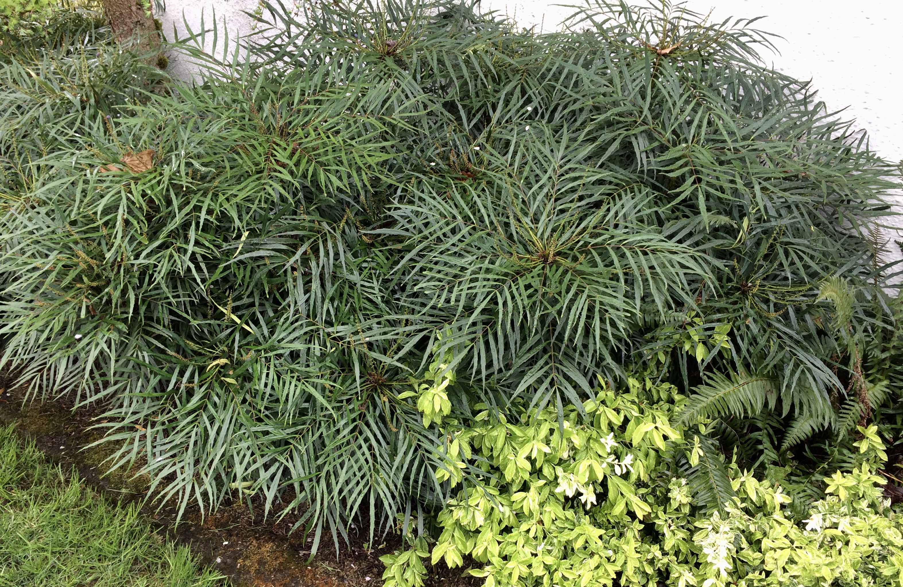 Soft Caress Mahonia, a compact clumping evergreen shrub, is recommended by Bruce Hegna of Nature/Nurture Landscape Design.