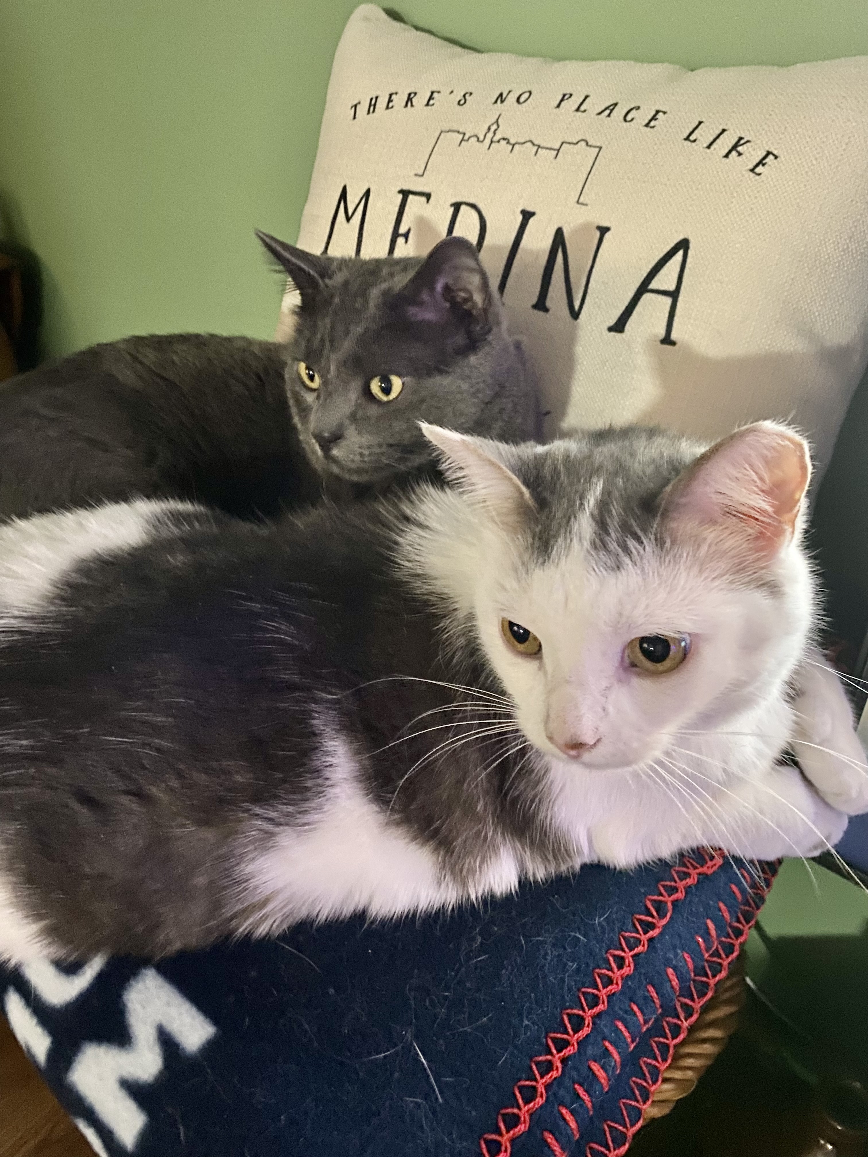 Ohio shelter cat becomes famous for his resting cranky face