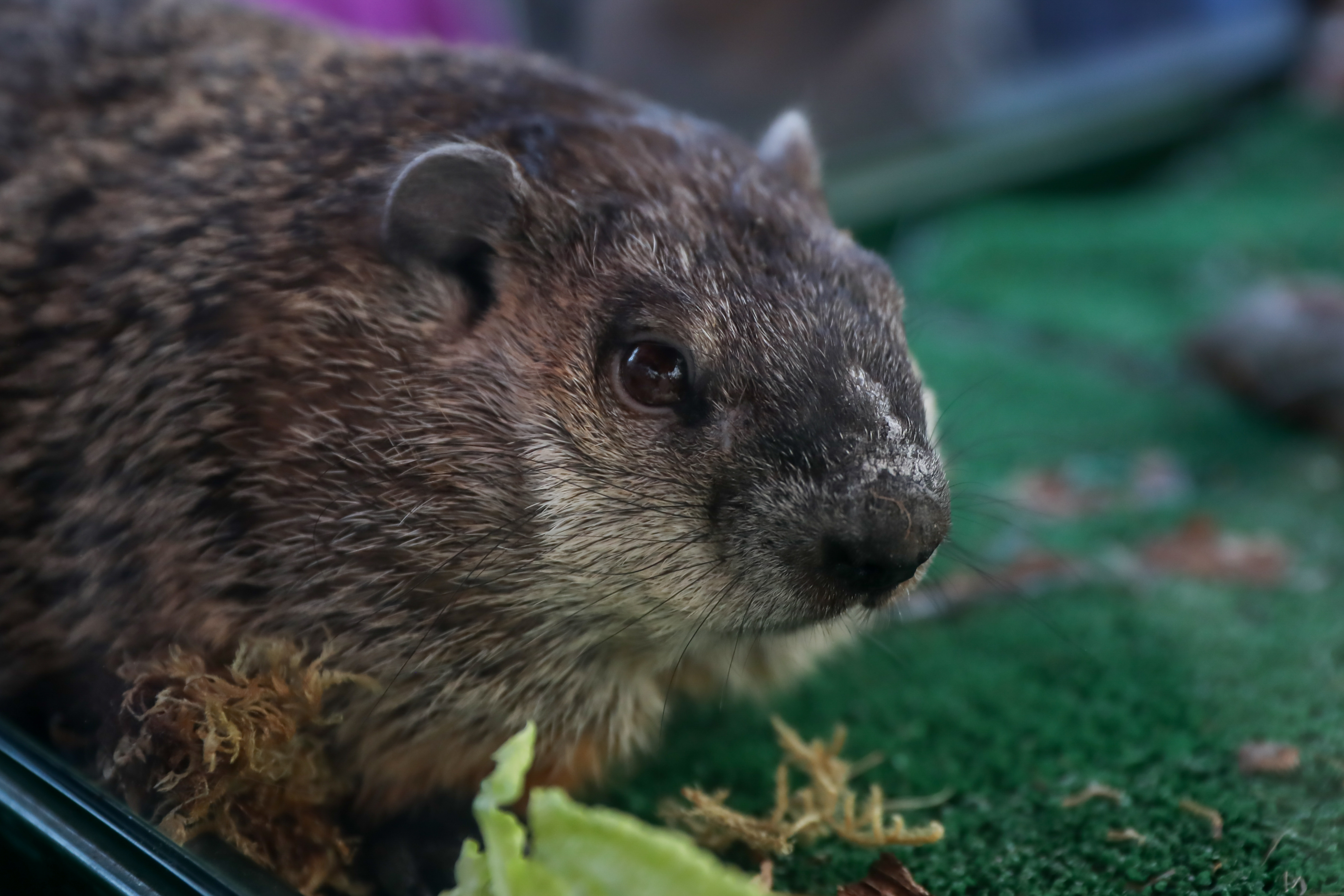 Groundhog Day 2022 ceremony: Staten Island Chuck's prediction to