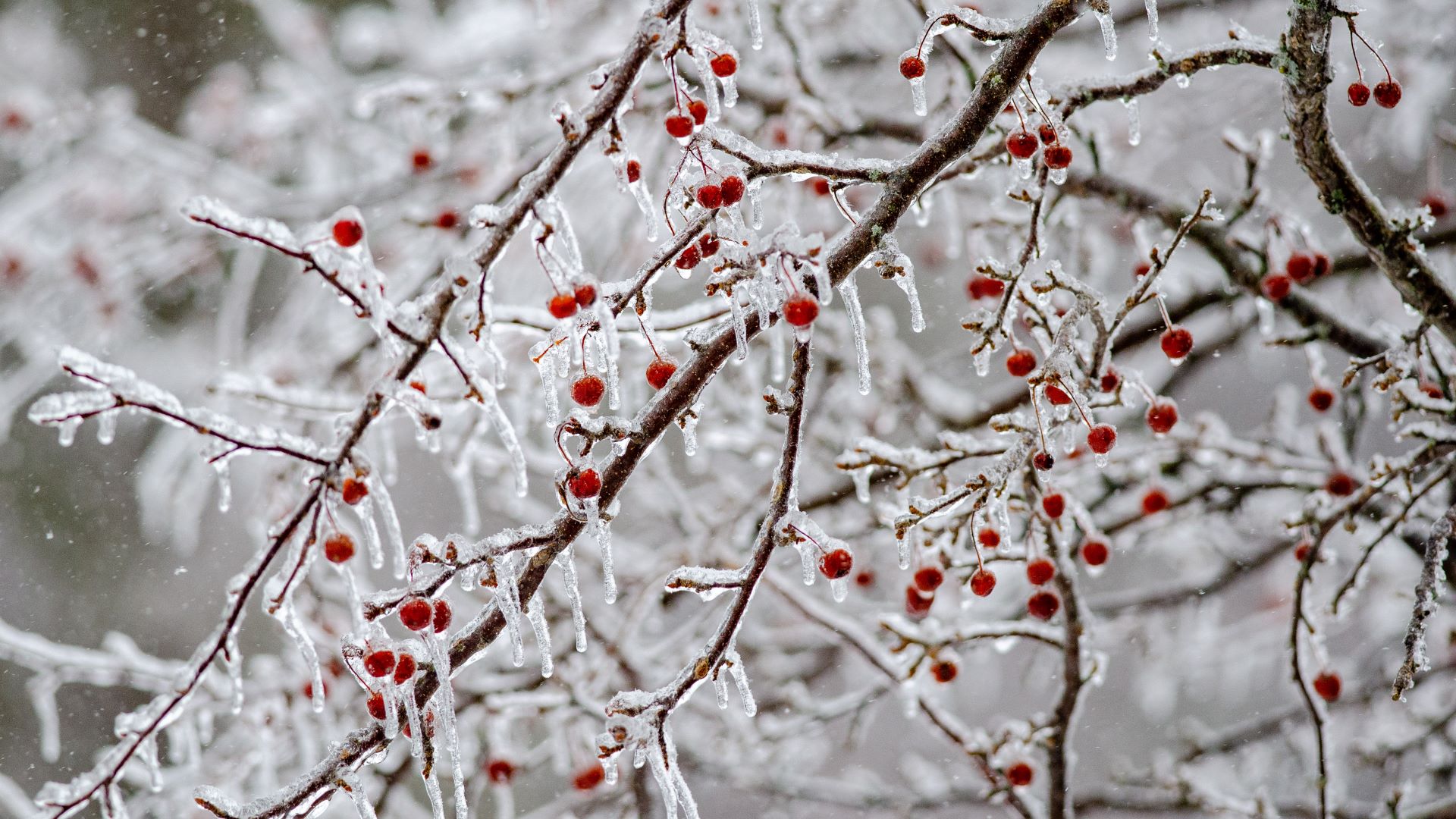 Use these free DNR photo scenes to 'Zoom' into a winter wonderland -  