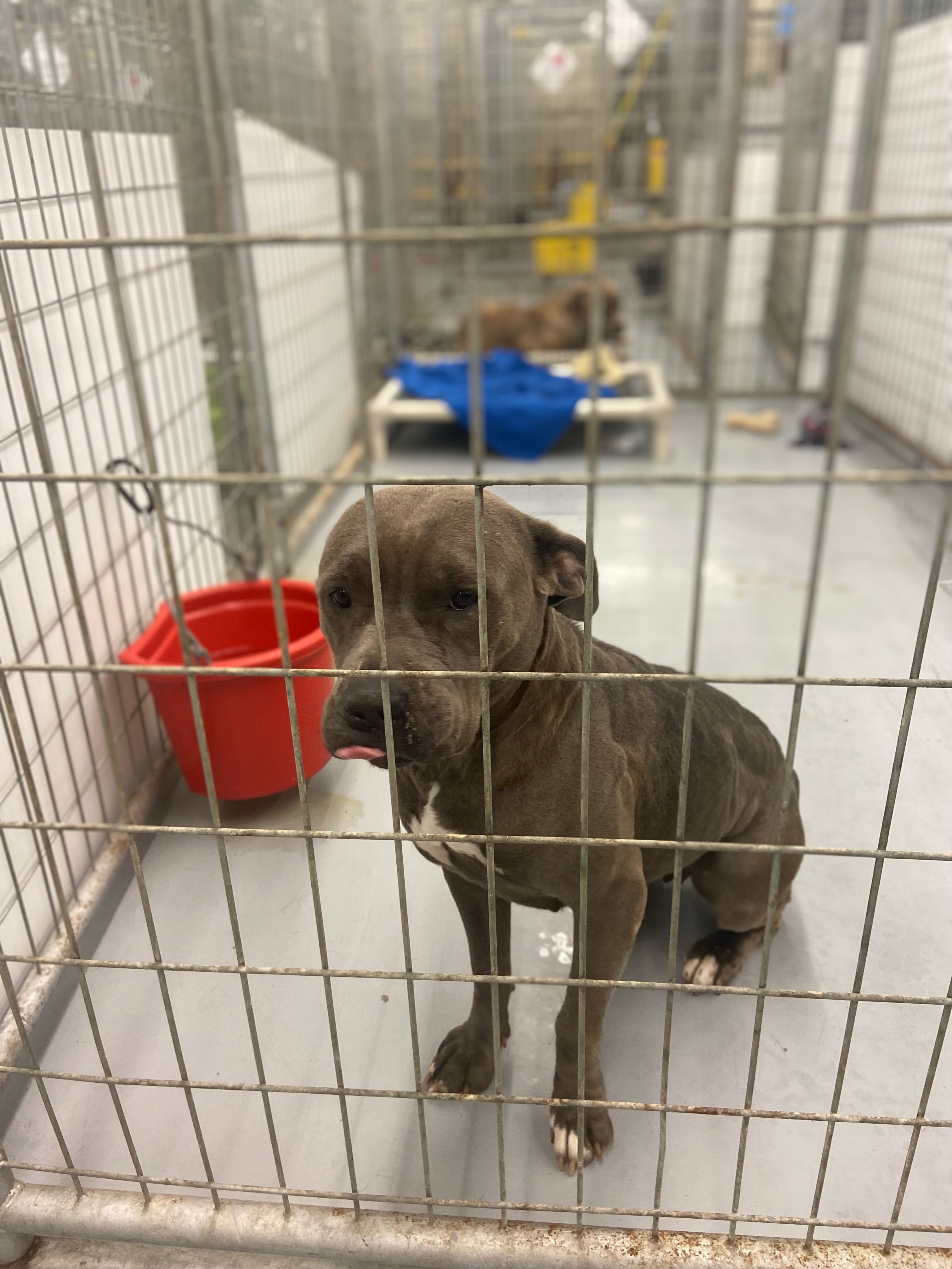 10 dogs rescued from massive animal cruelty in Arkansas now safe in  Massachusetts, preparing for adoption, MSPCA-Angell says 